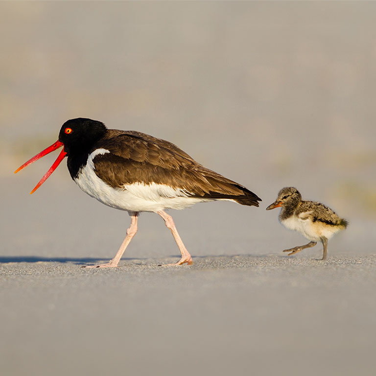 American Oystercatcher