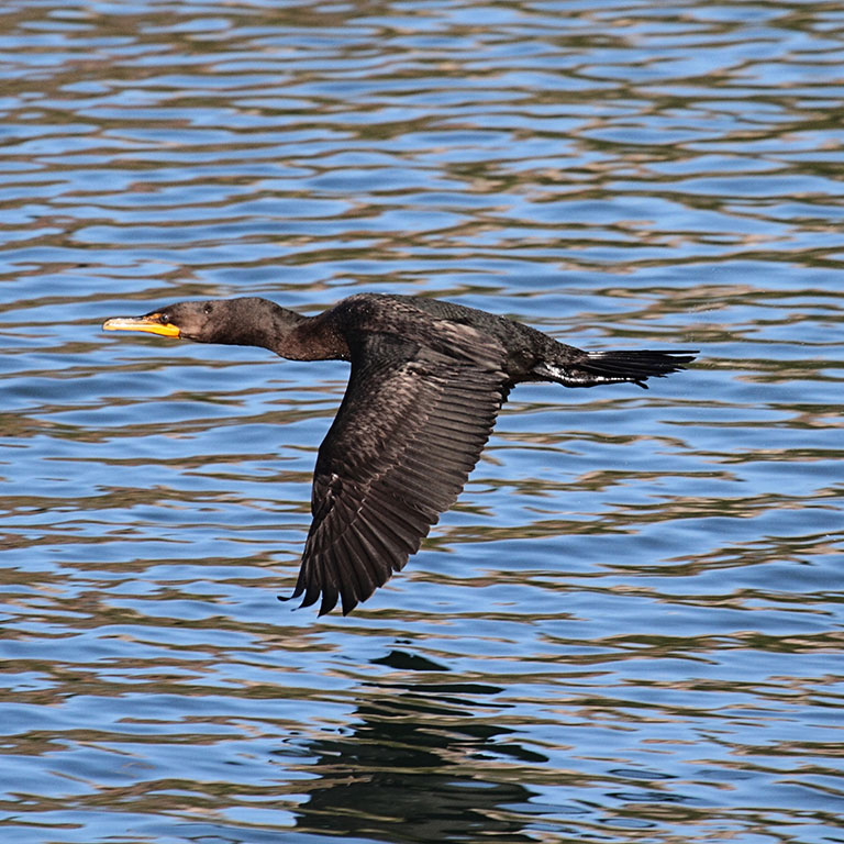 Double-crested Cormorant