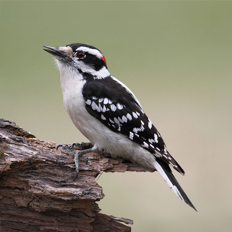 Downy Woodpecker