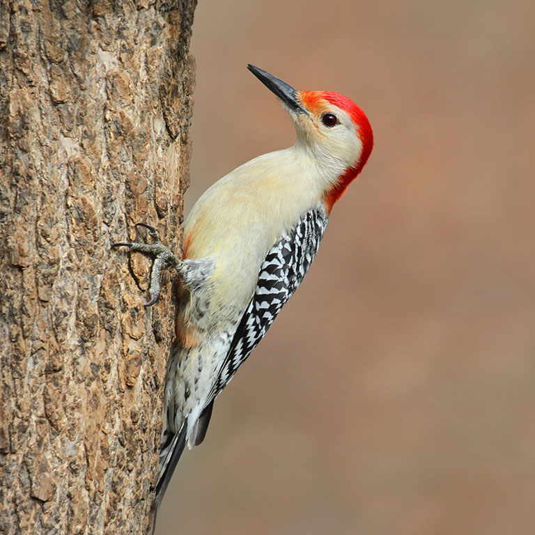Red-bellied Woodpecker