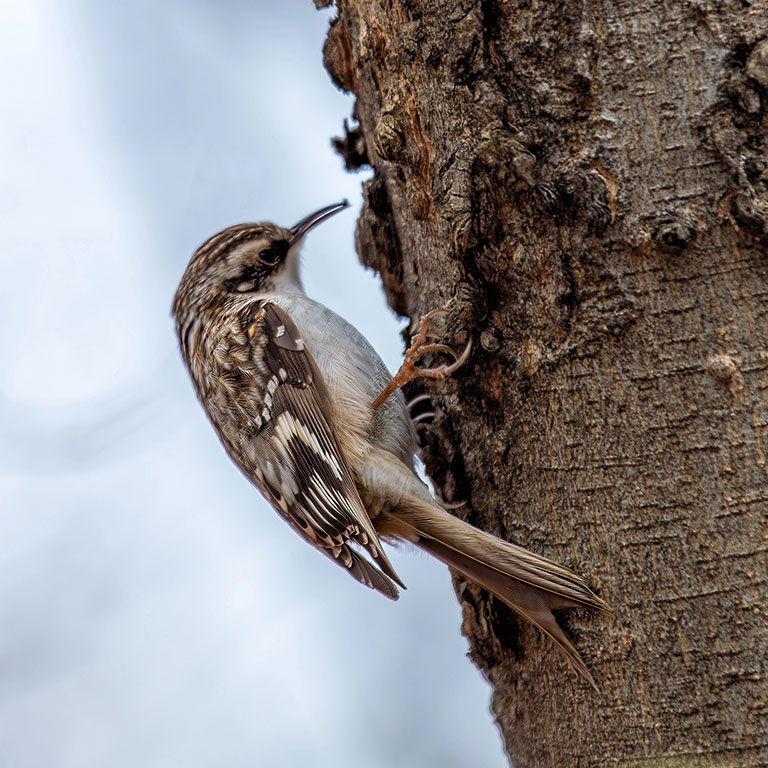 Brown Creeper