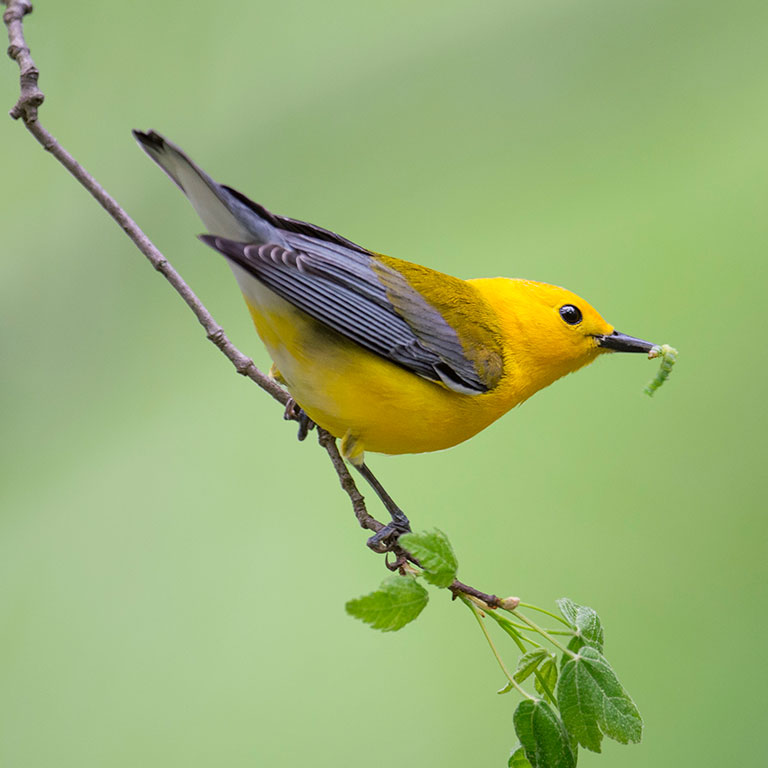 Prothonotary Warbler
