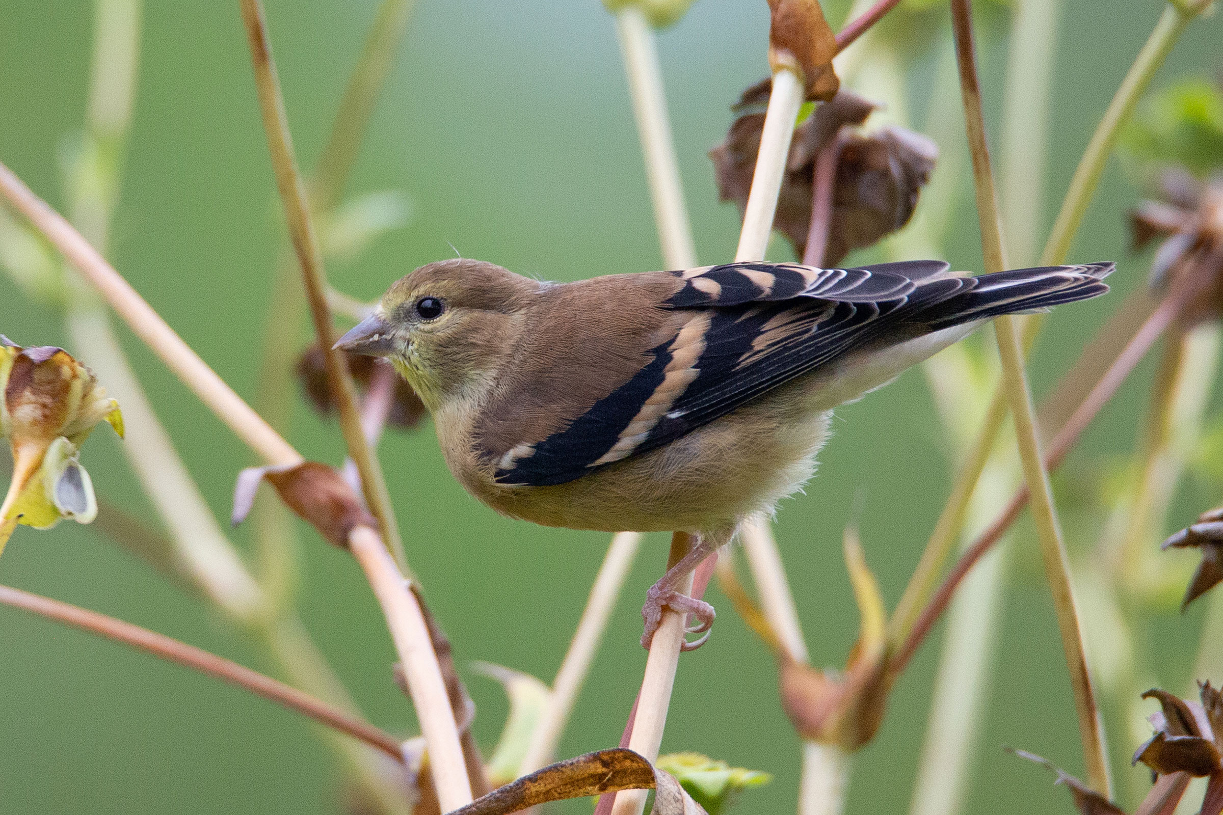 American Goldfinch, Immature photo by Janelle Donaldson