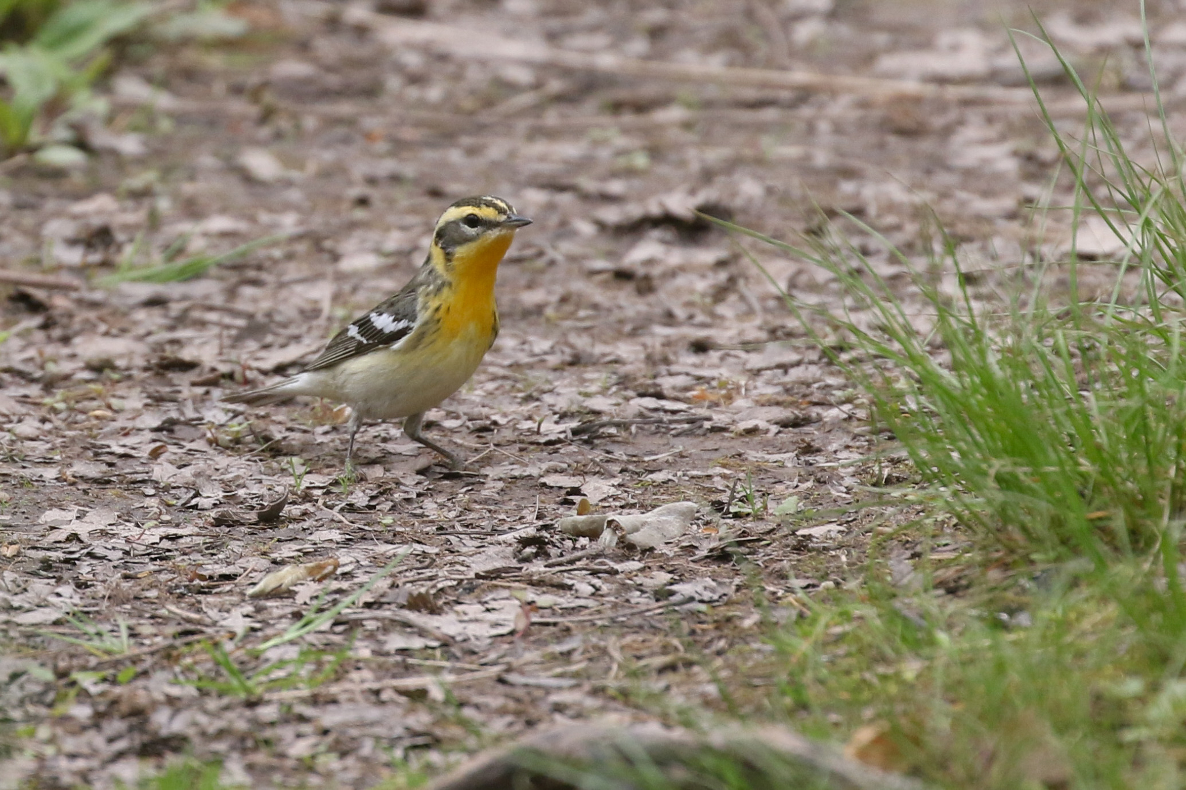 Blackburnian Warbler - Adult female, photo by Baxter Beamer