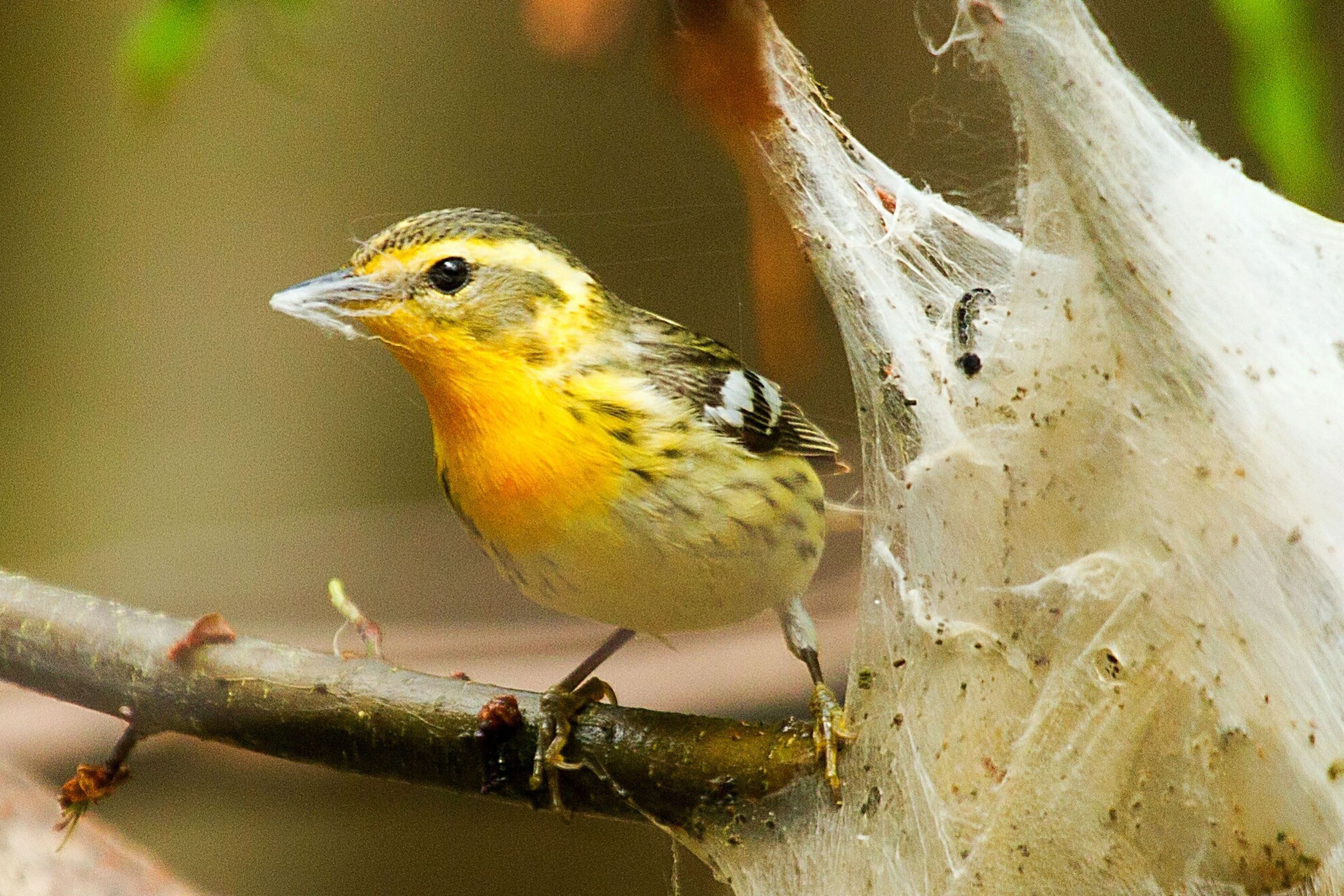 Female with nesting material, photo by Diane Lepkowski