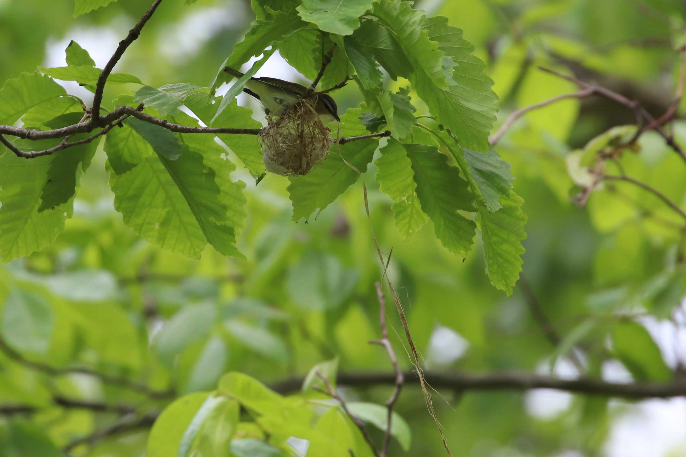 Red-eyed Vireo - Adult, photo by Martina Nordstrand