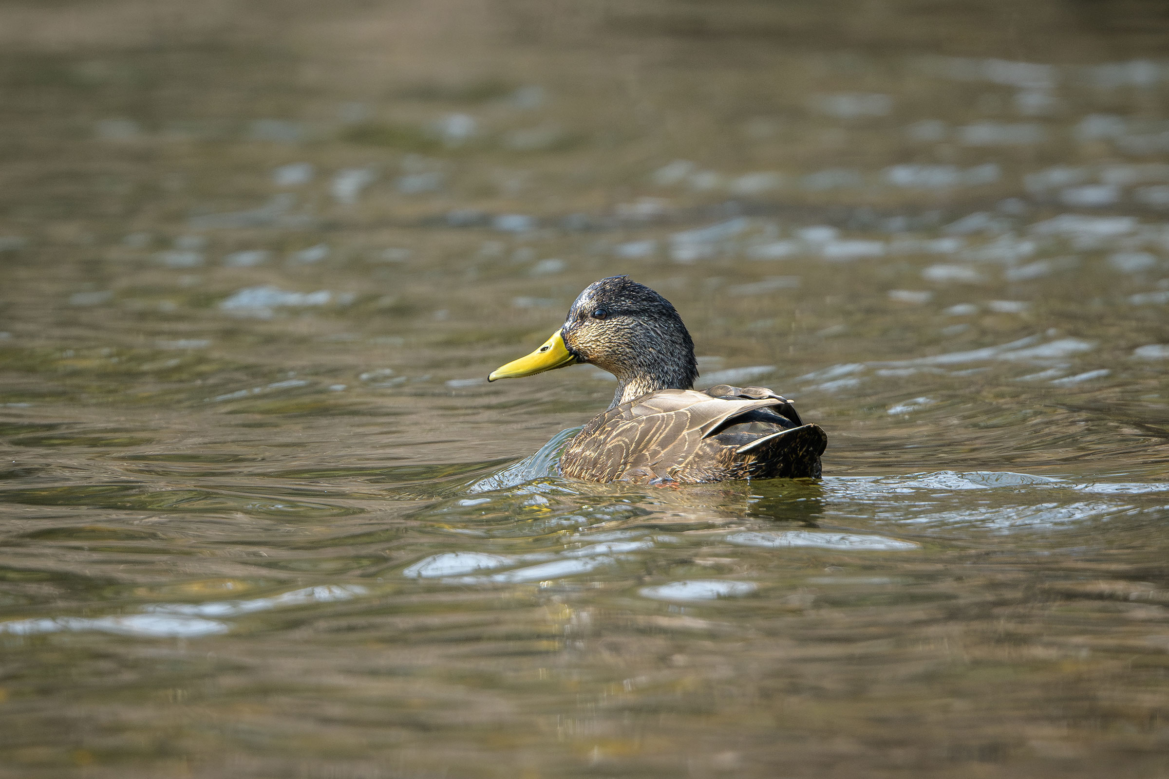 American Black Duck - Adult male, photo by Jim Emery