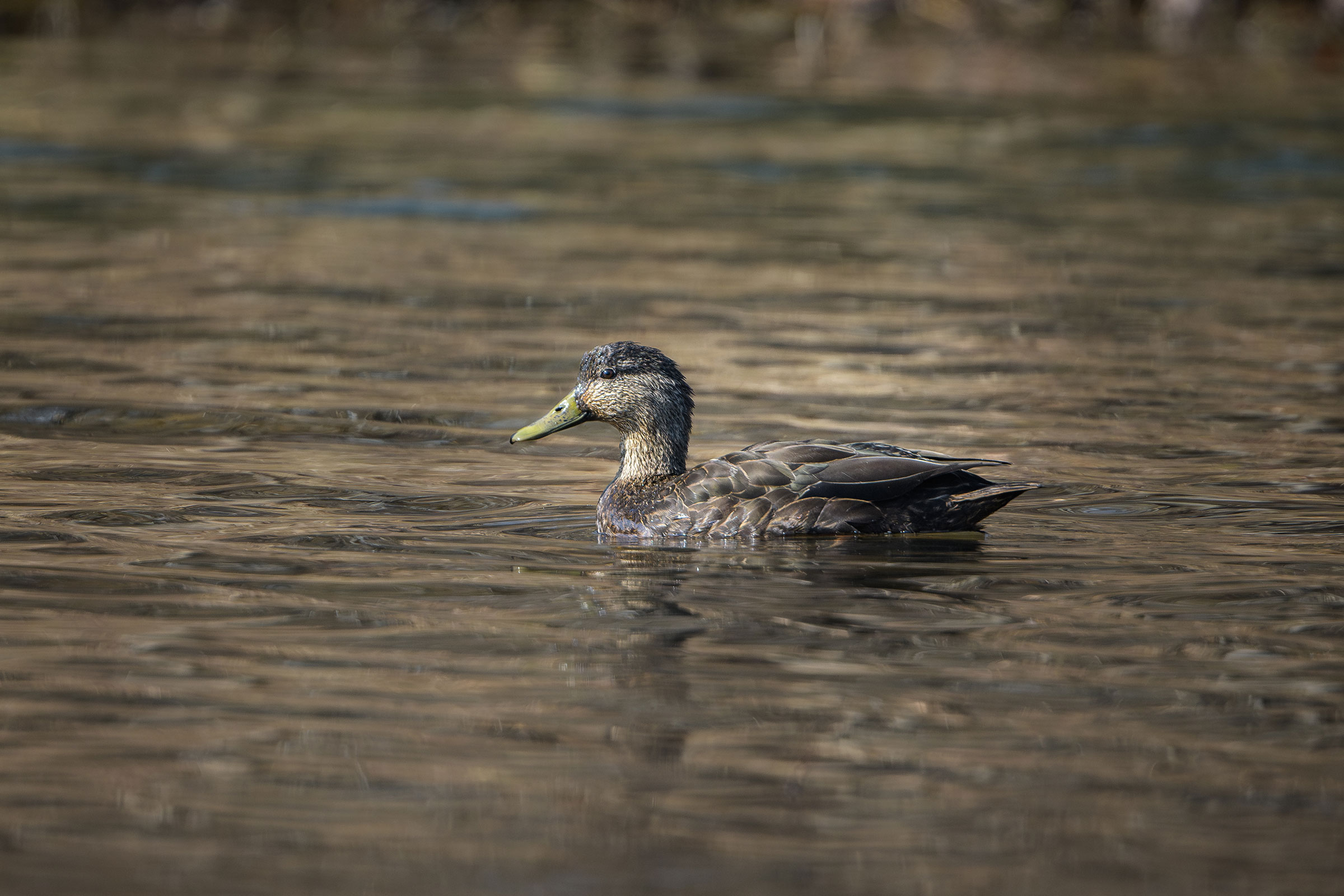 American Black Duck - Adult female, photo by Jim Emery