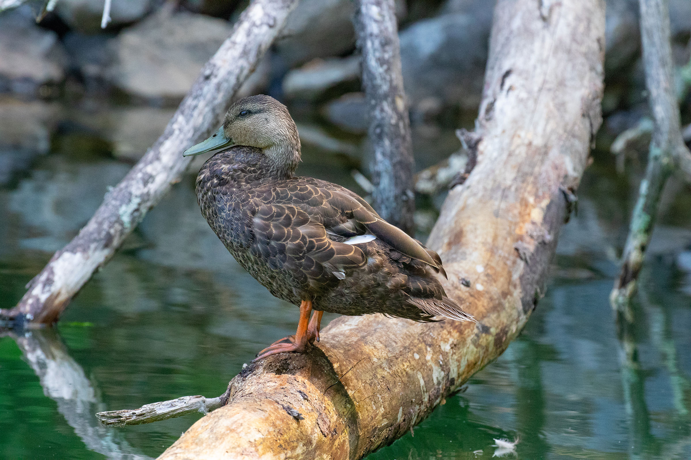 American Black Duck - Adult female, photo by Douglas Burkett