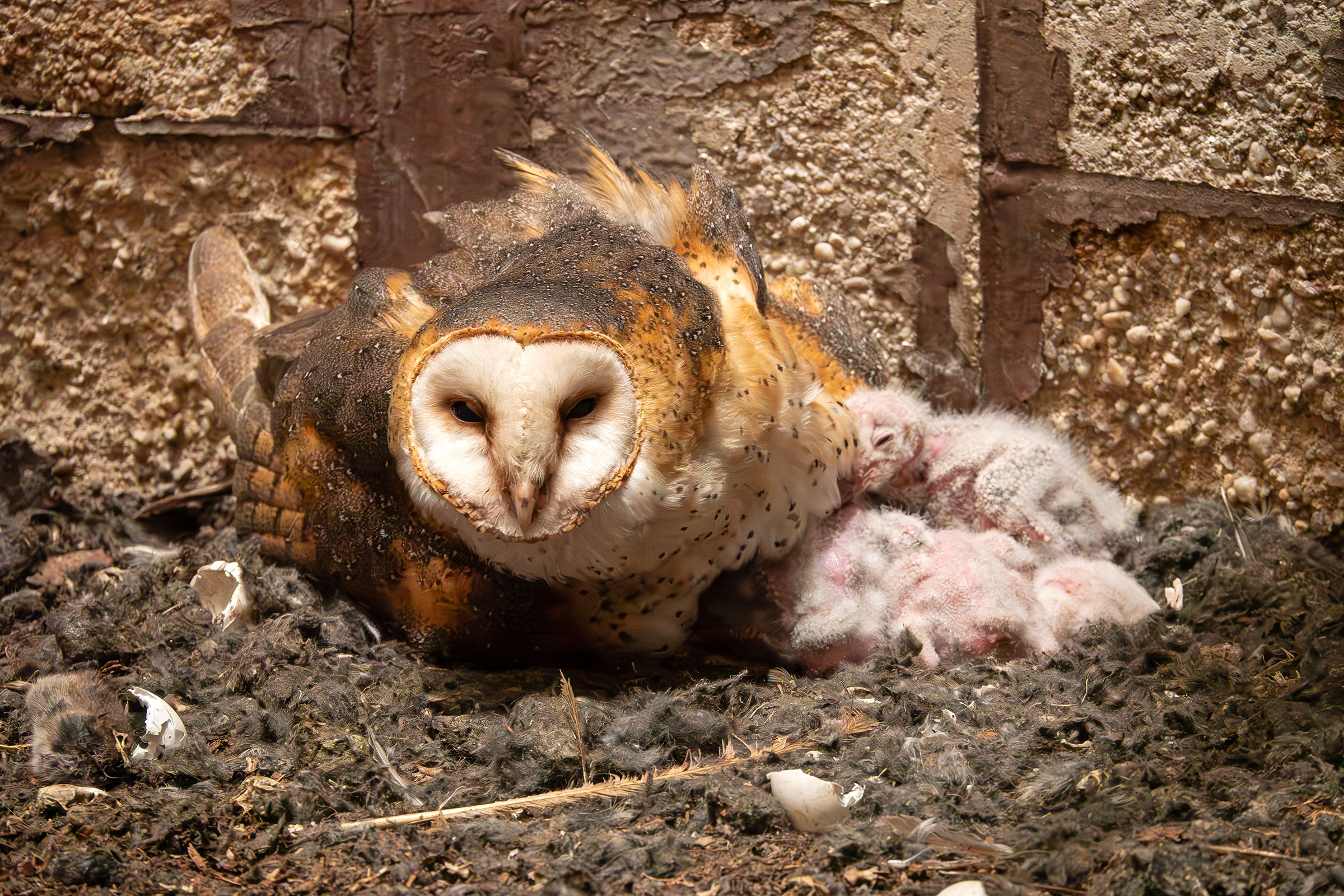 American Barn Owl - Adult with hatchlings, photo by Vic Laubach