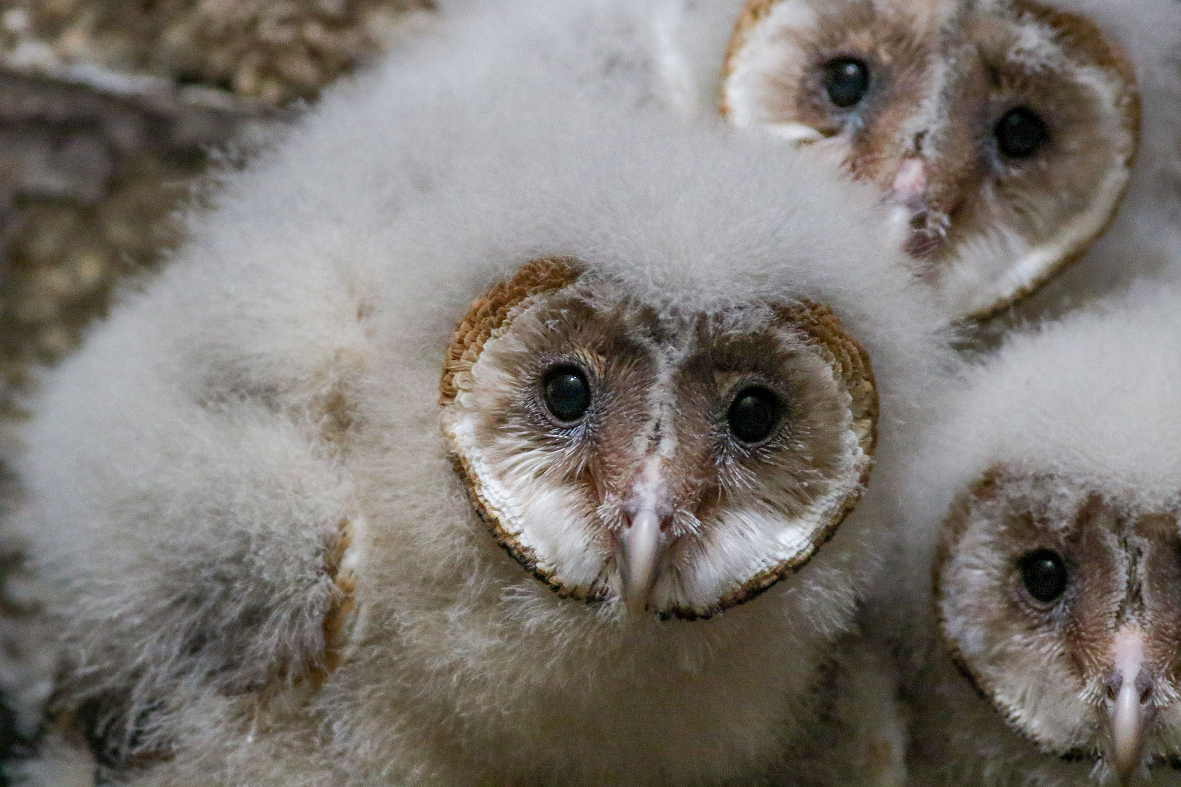 American Barn Owl - Nestlings, photo by Baxter Beamer