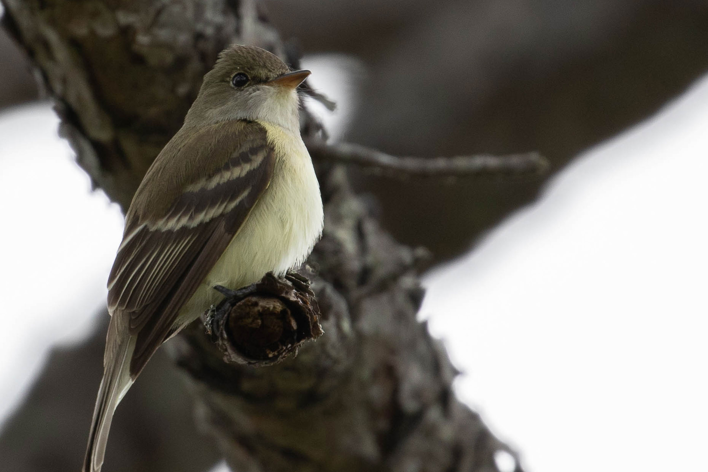 Alder Flycatcher - Adult, photo by Kirk Gardner