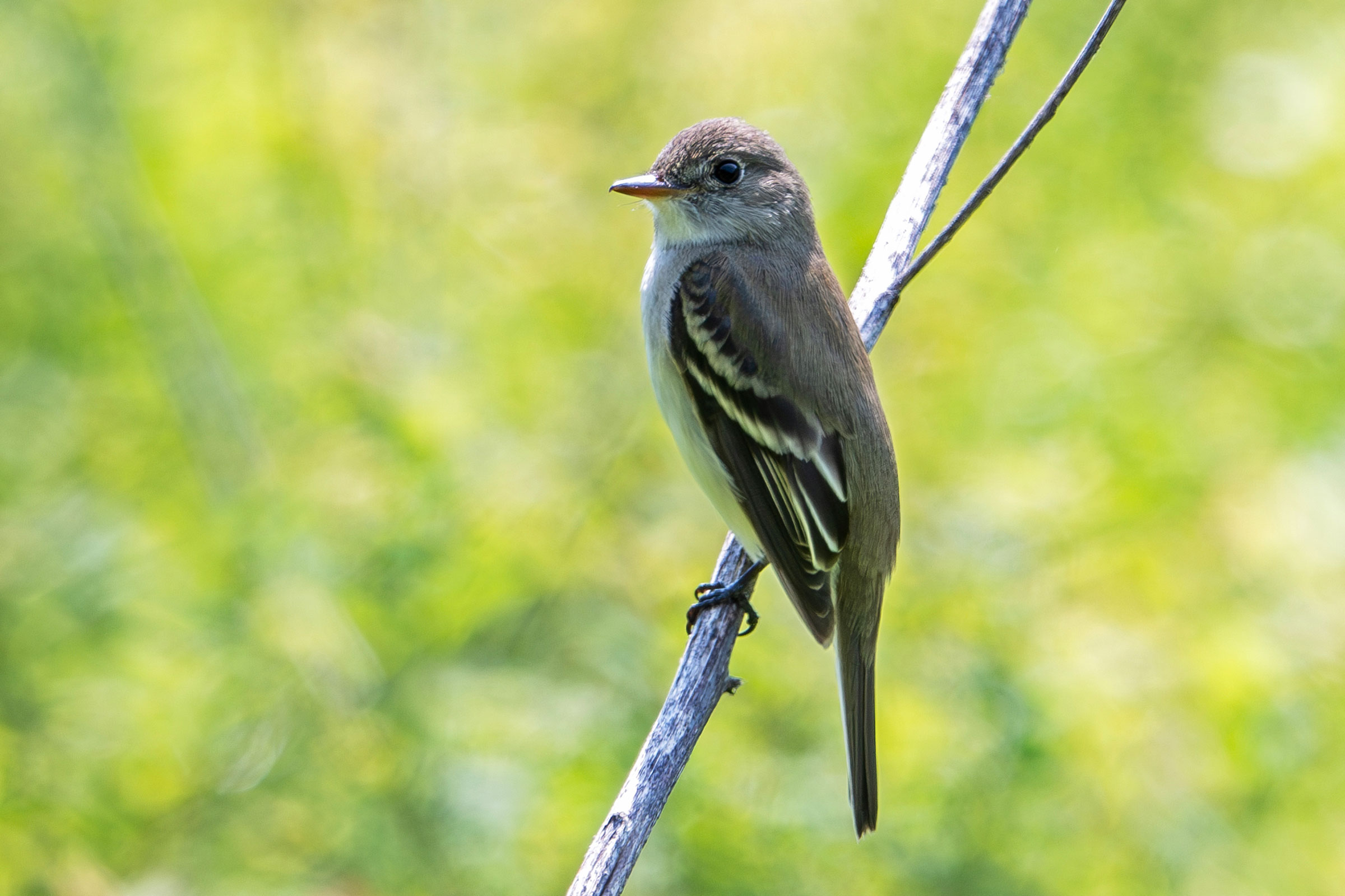 Alder Flycatcher - Adult, photo by Vic Laubach