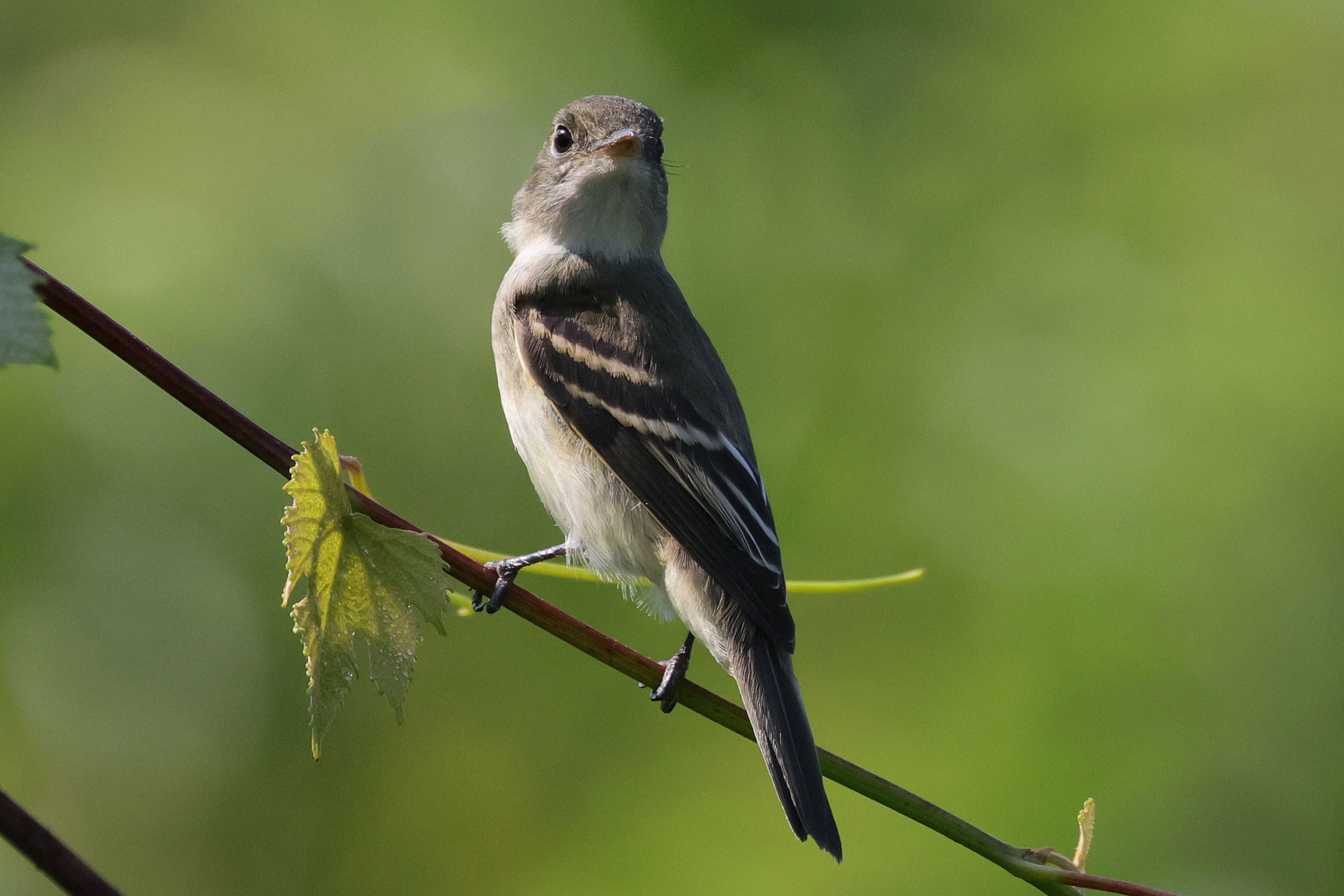 Alder Flycatcher - Immature, photo by Deborah Humphries
