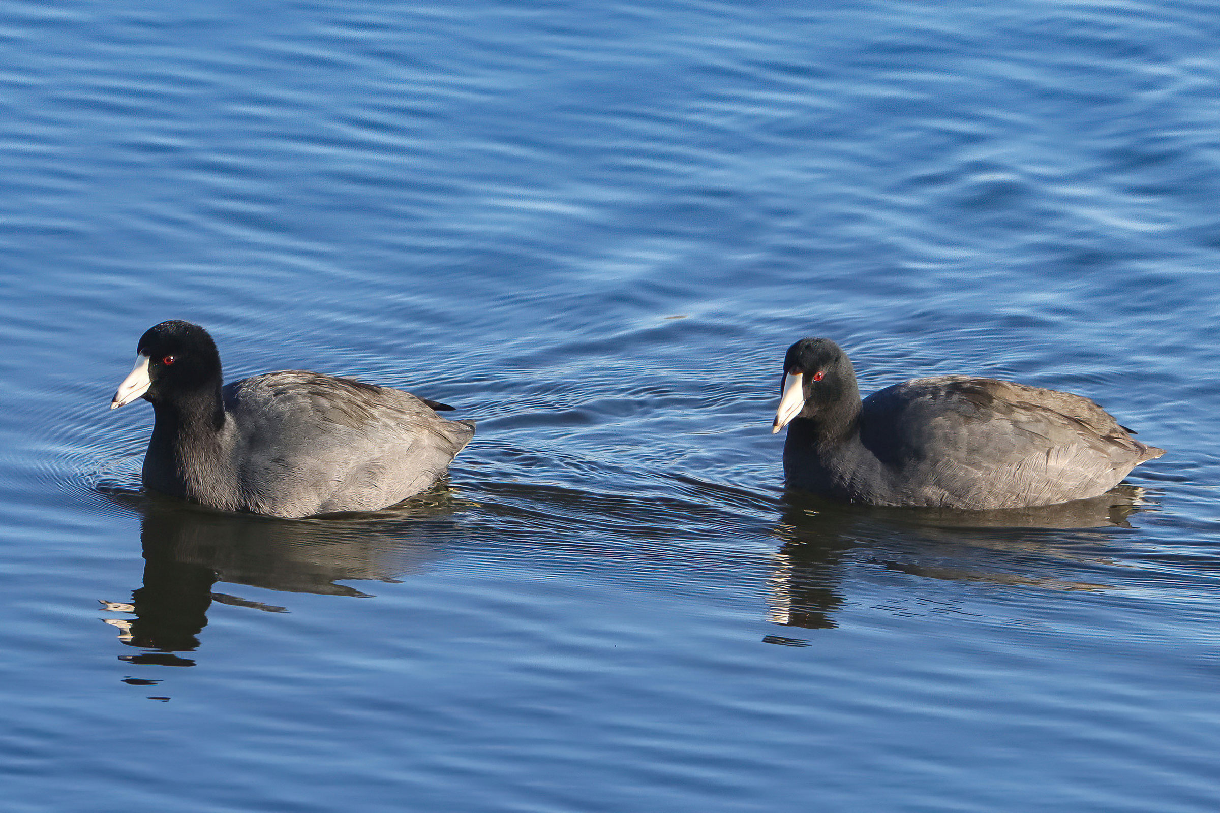 American Coot - Two adults swimming, photo by Deborah Humphries