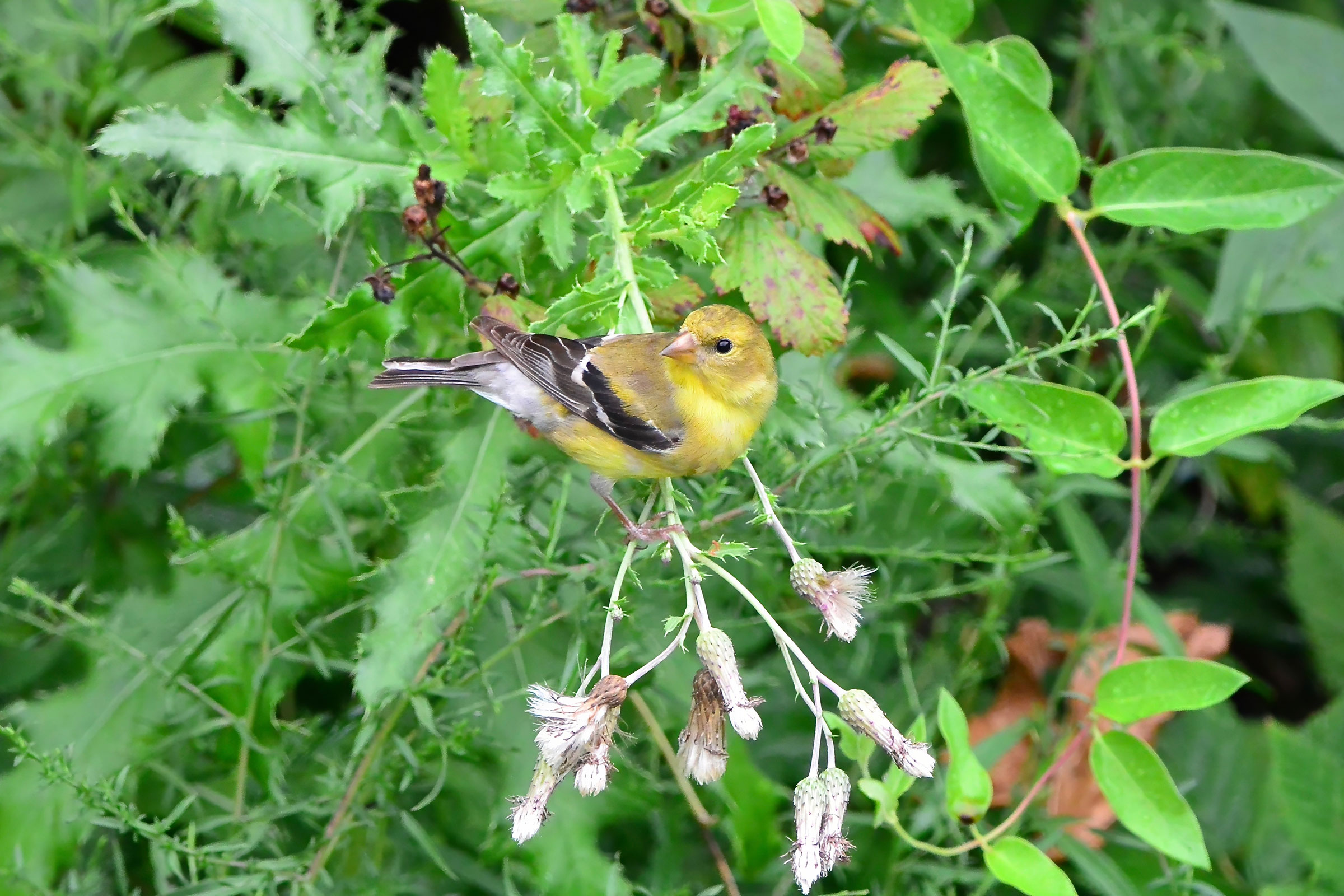 American Goldfinch - Adult female, photo by Seth Honig