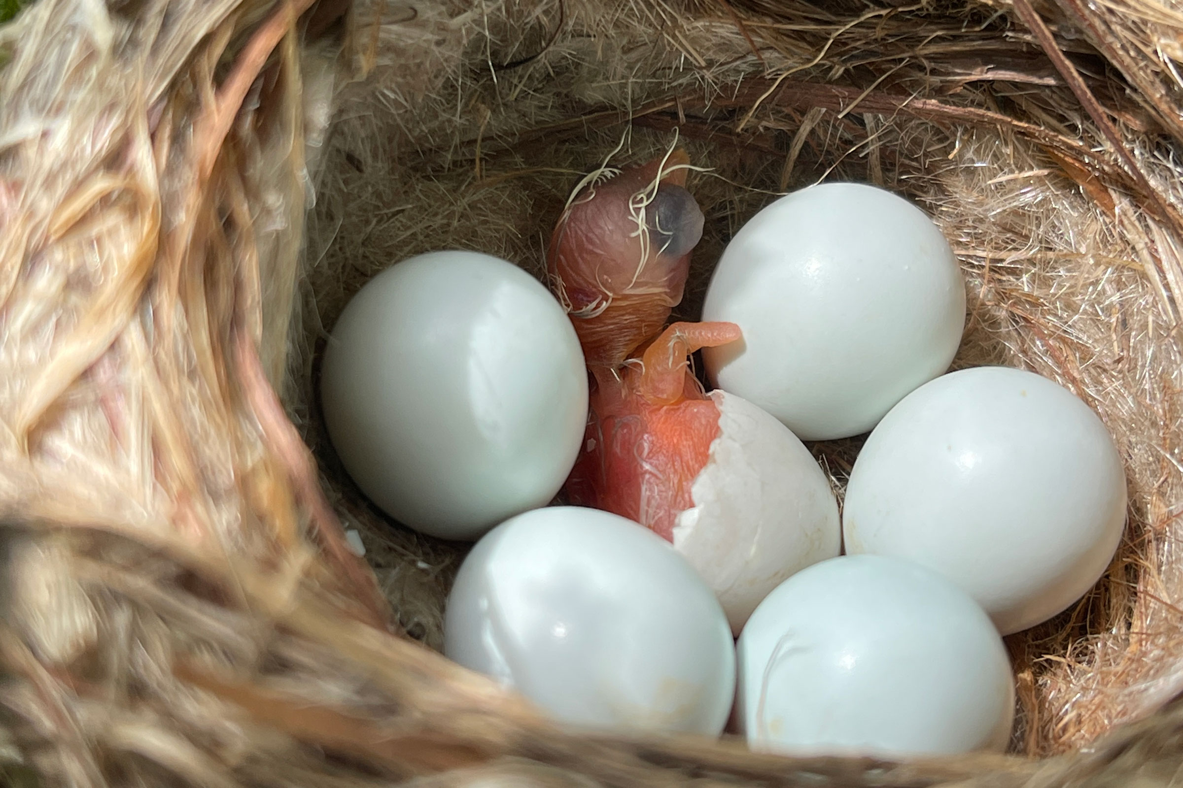 American Goldfinch - Nest with young, photo by Derek Flint Pantel