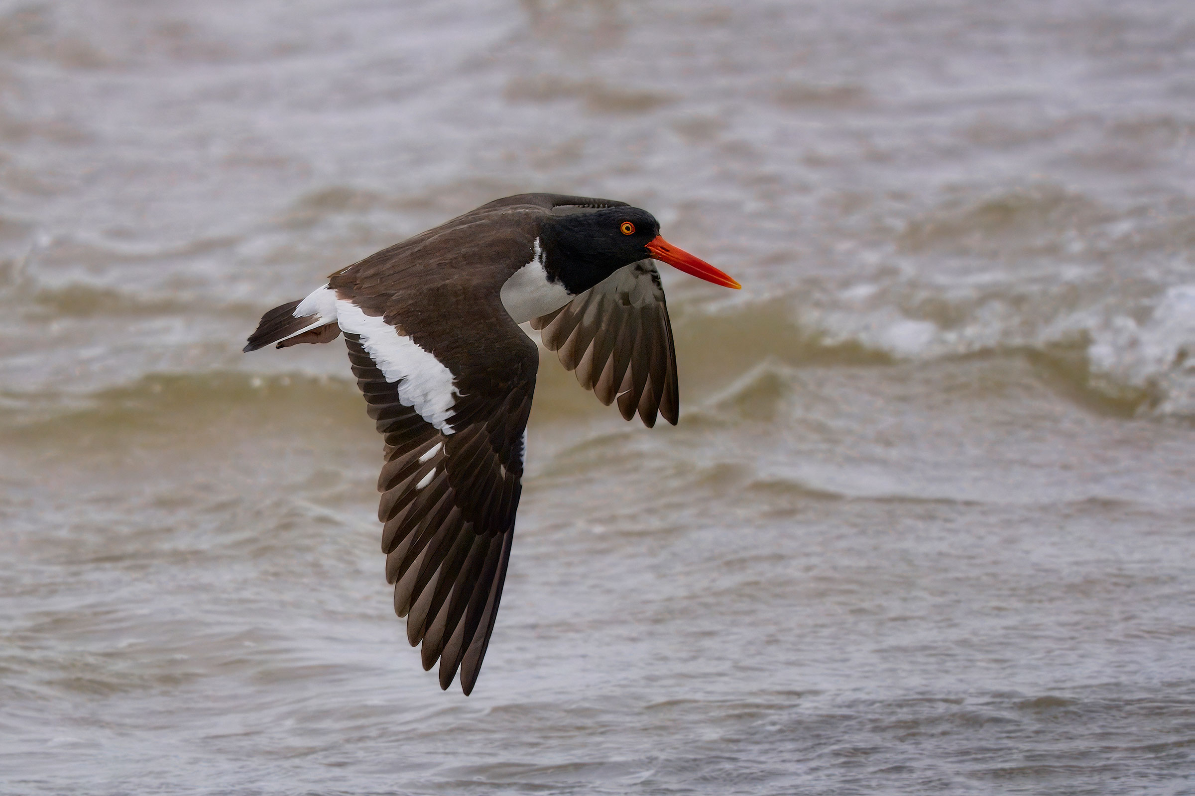 American Oystercatcher - Adult flying, photo by Corby Amos