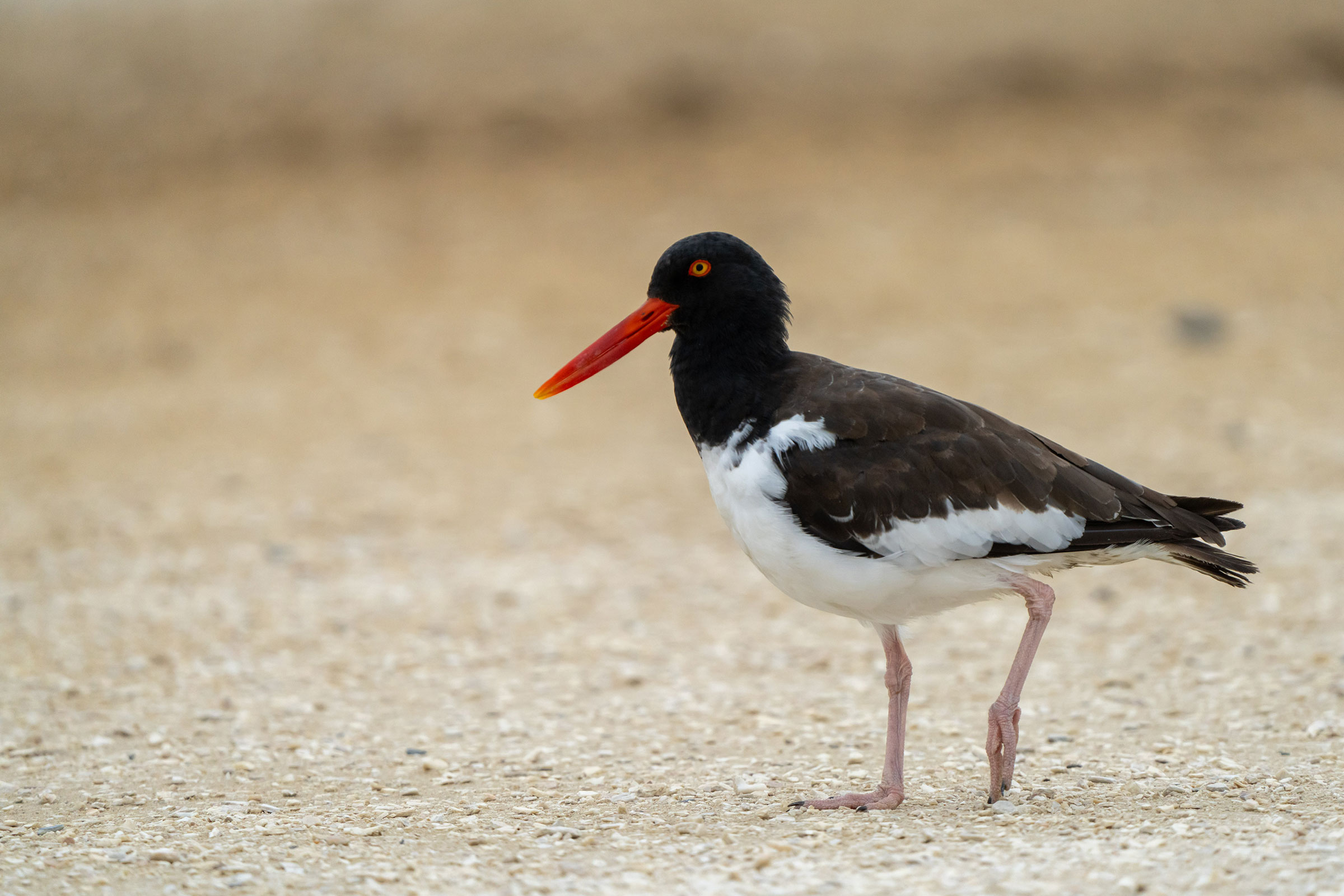American Oystercatcher - Adult, photo by Dr. Kimberly Smith Griffin