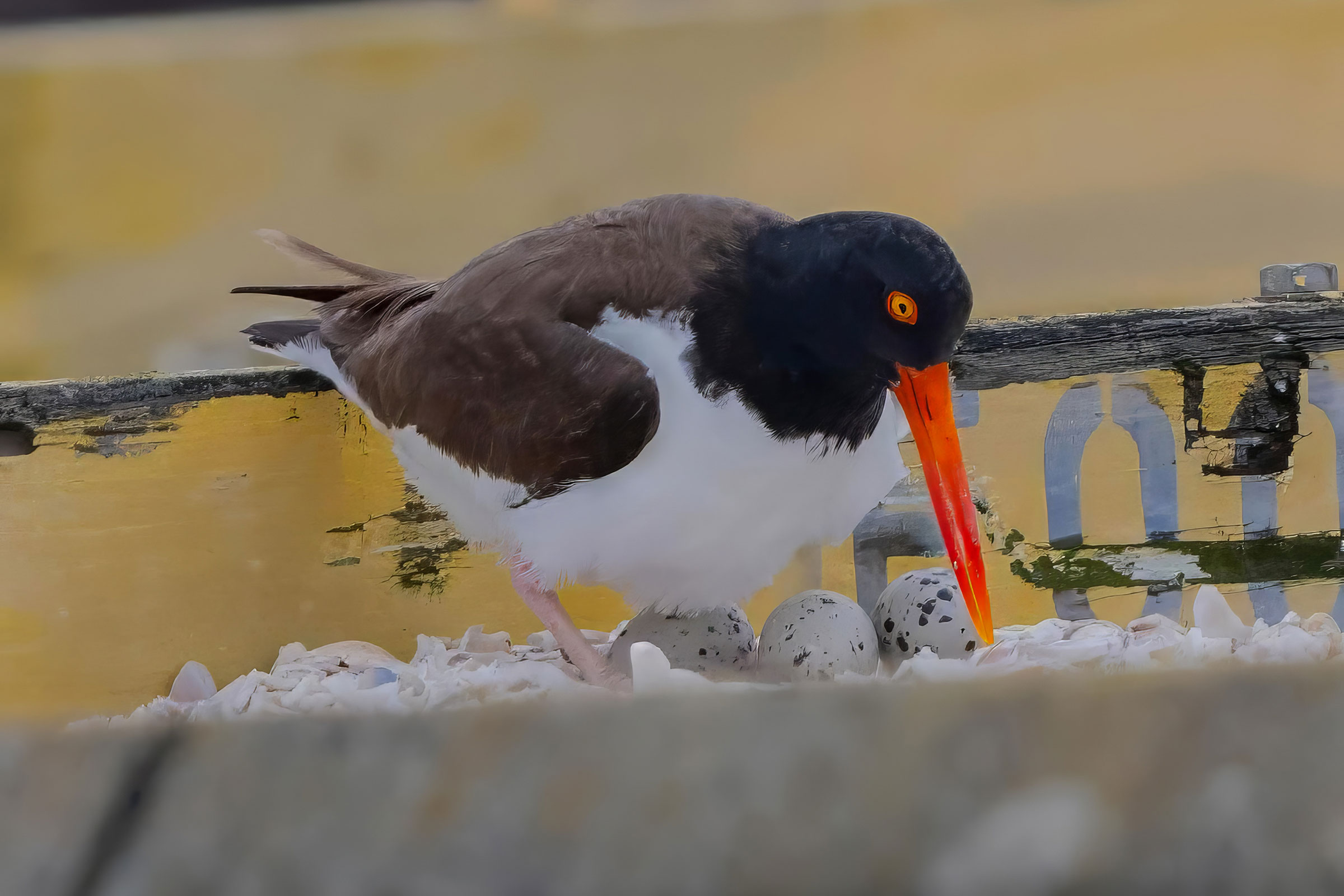 American Oystercatcher - Adult with eggs, photo by Will Bagby