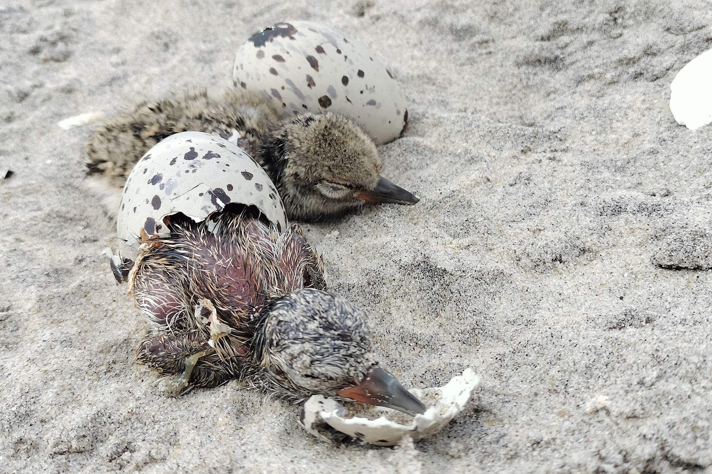 American Oystercatcher - Hatchlings, photo by Mario Balitbit