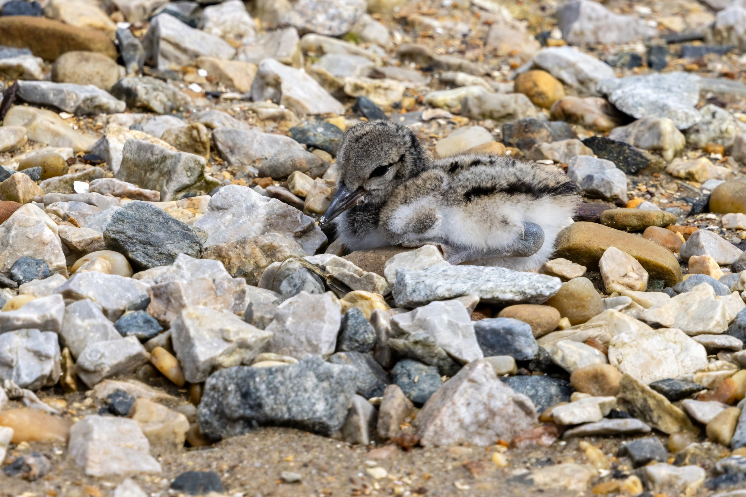 American Oystercatcher - Chick, photo by Megan Roliins