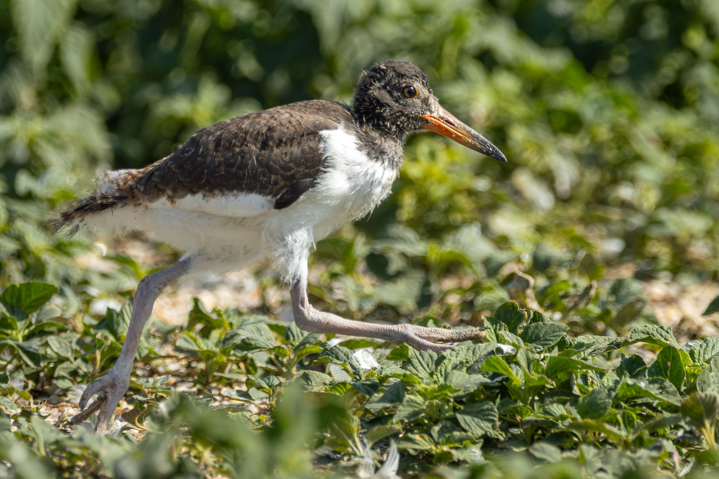 American Oystercatcher - Adult with young, photo by Baxter Beamer