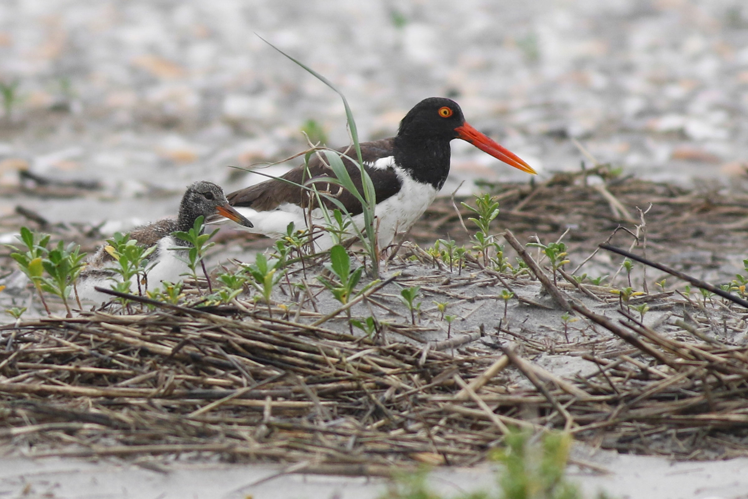 American Oystercatcher - Juvenile, photo by Atlee Hargis