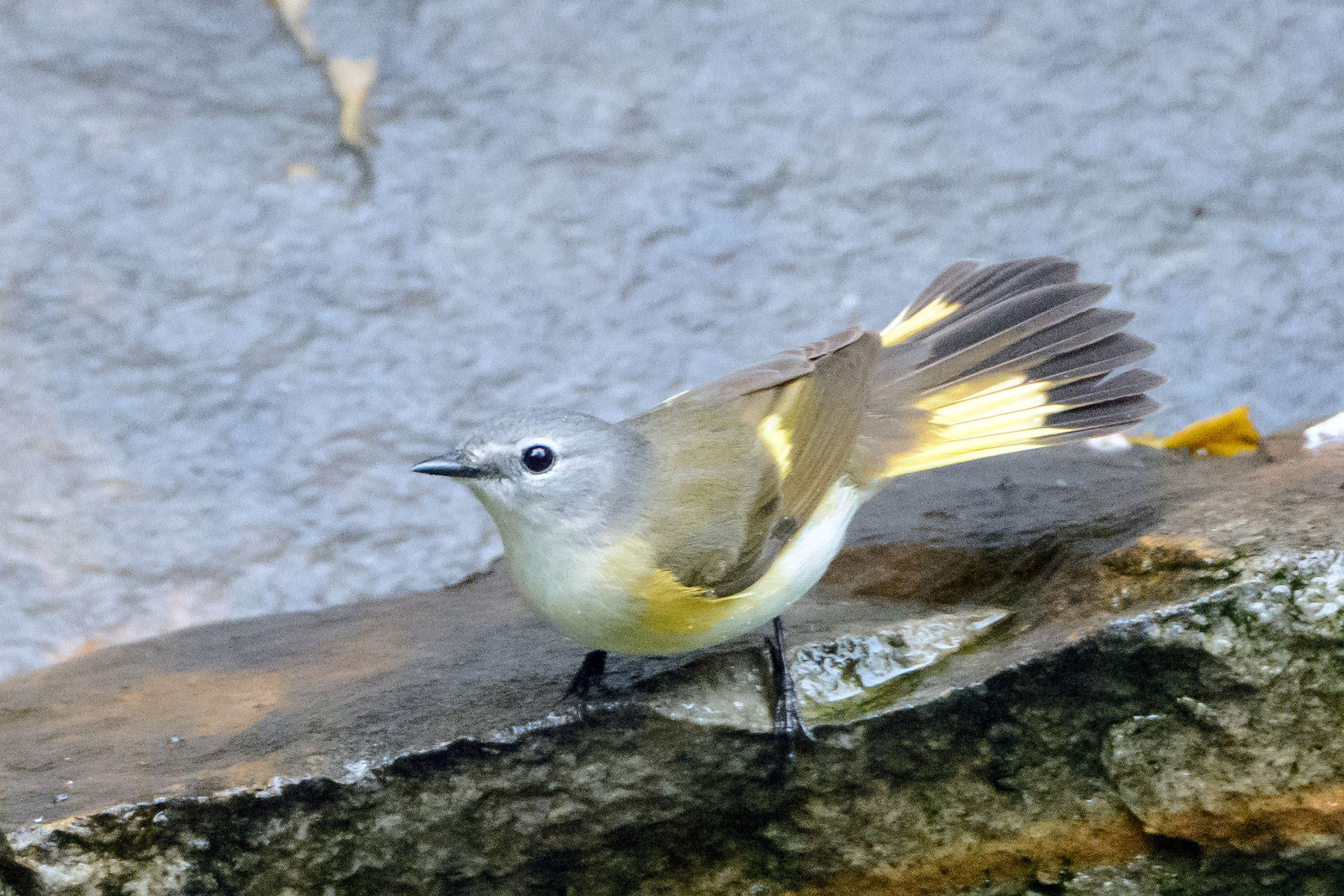 American Redstart - Adult female, photo by Naseem Reza