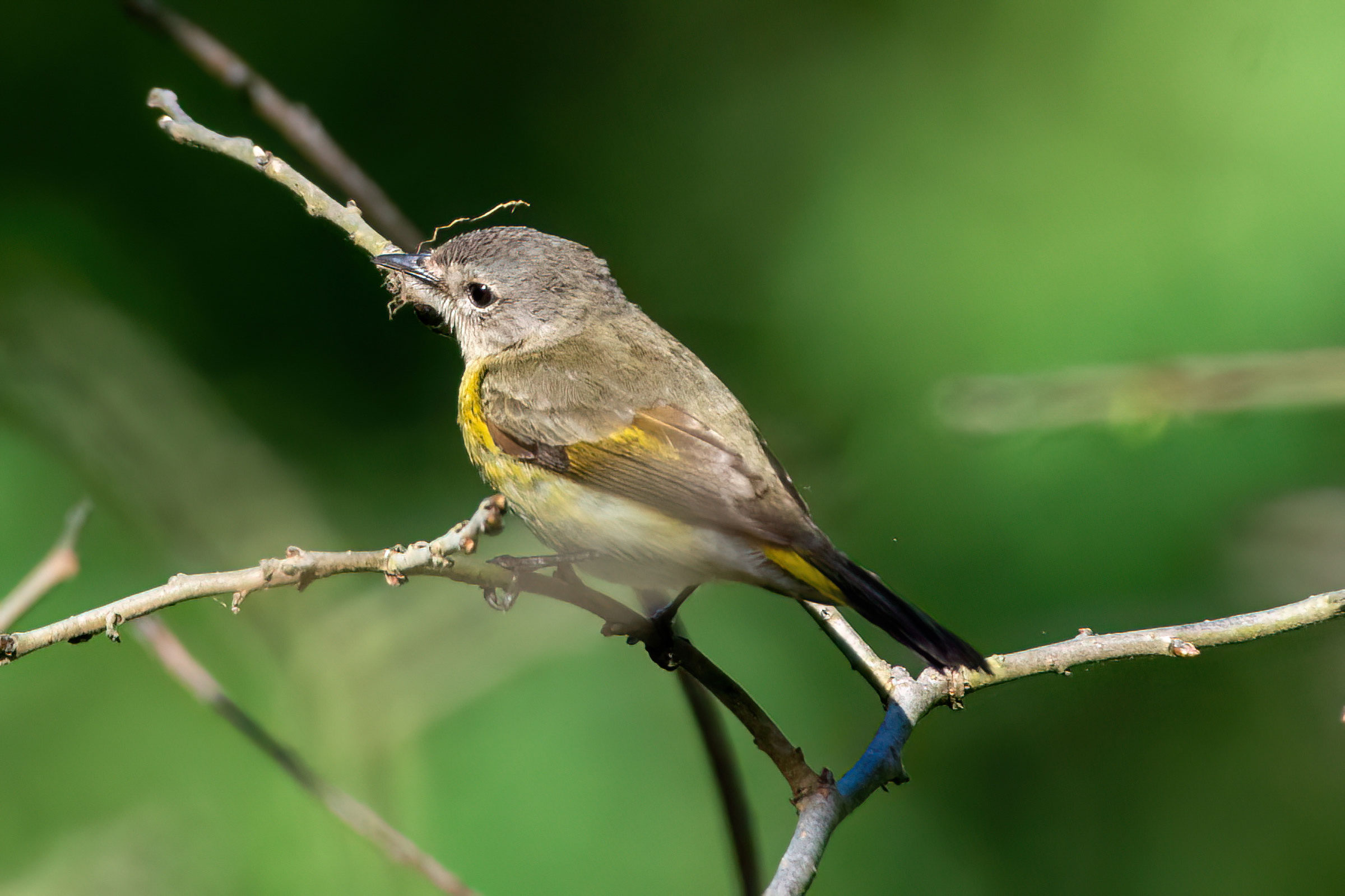 American Redstart - With nesting material, photo by D. Kurt Gaskill