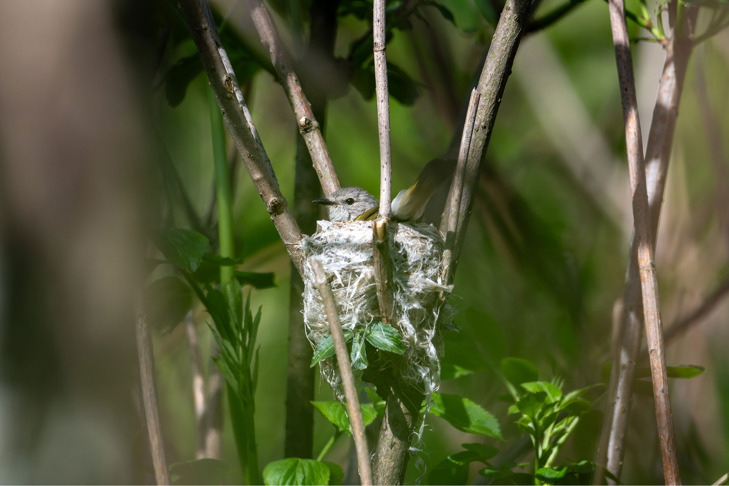 American Redstart - Female on nest, photo by Joe Mahaffey