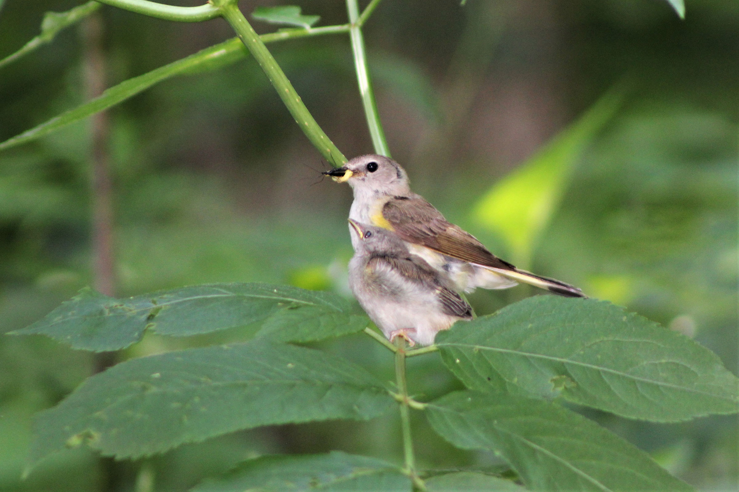 American Redstart - Female with fledgling, photo by Joanne Panek