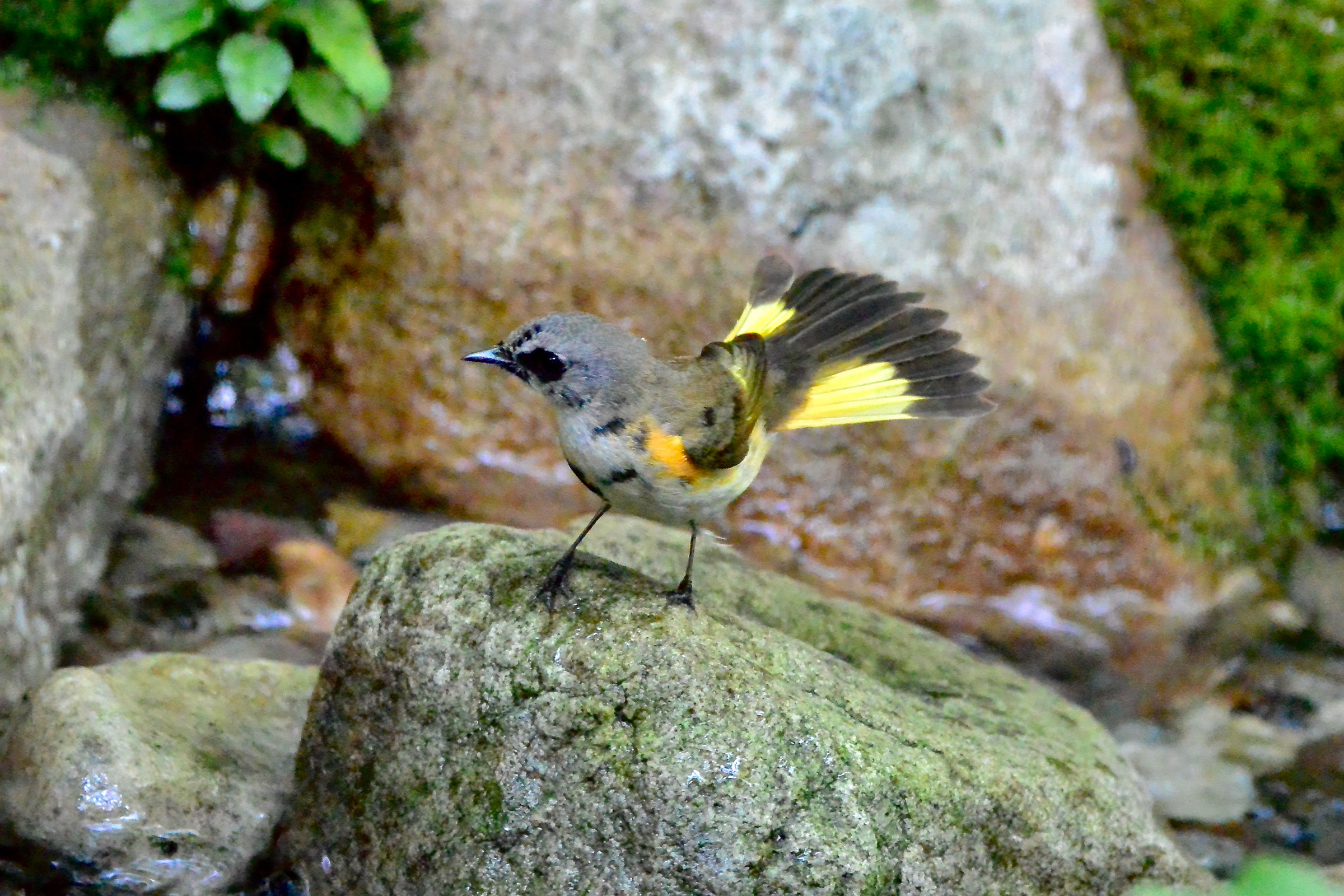 American Redstart - Yearling male, photo by Seth Honig