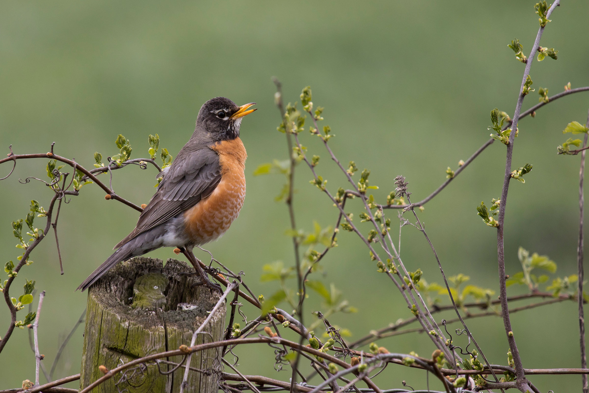 American Robin - Adult male, photo by Dave Boltz 
