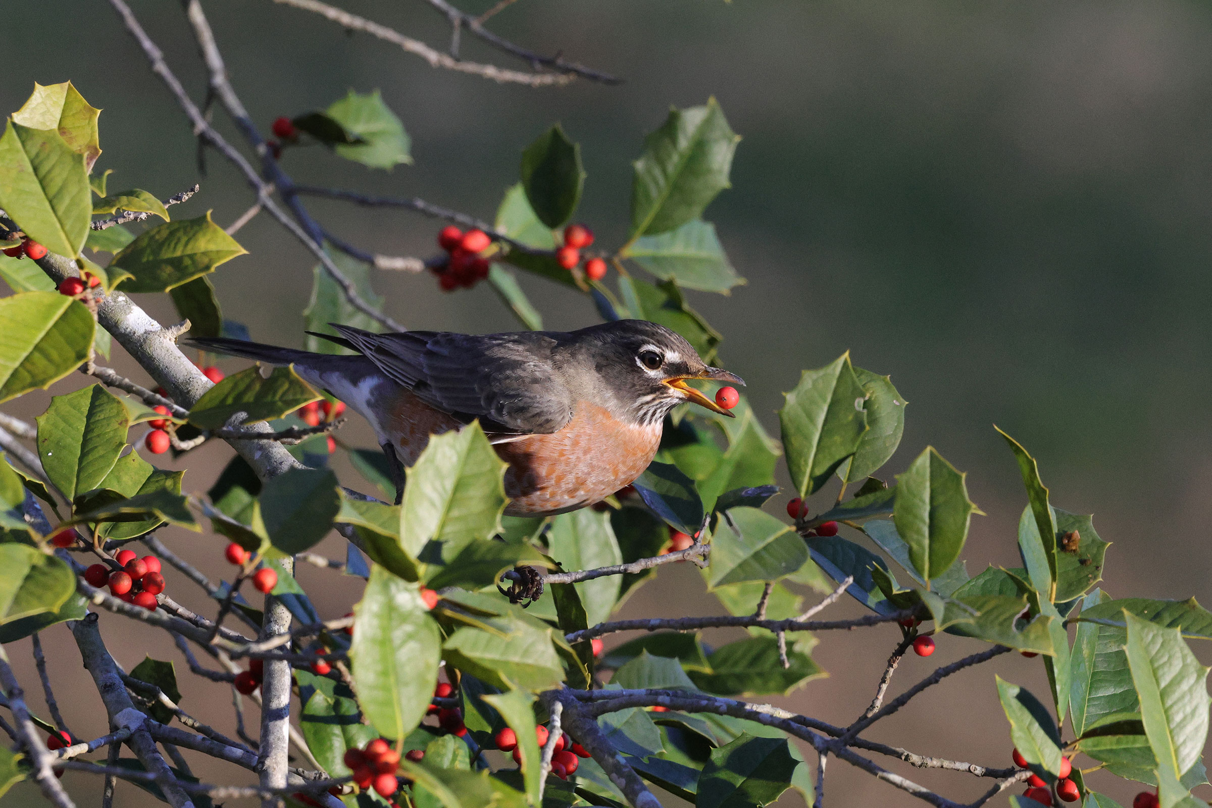 American Robin - Adult female in holly, photo by Deborah Humphries