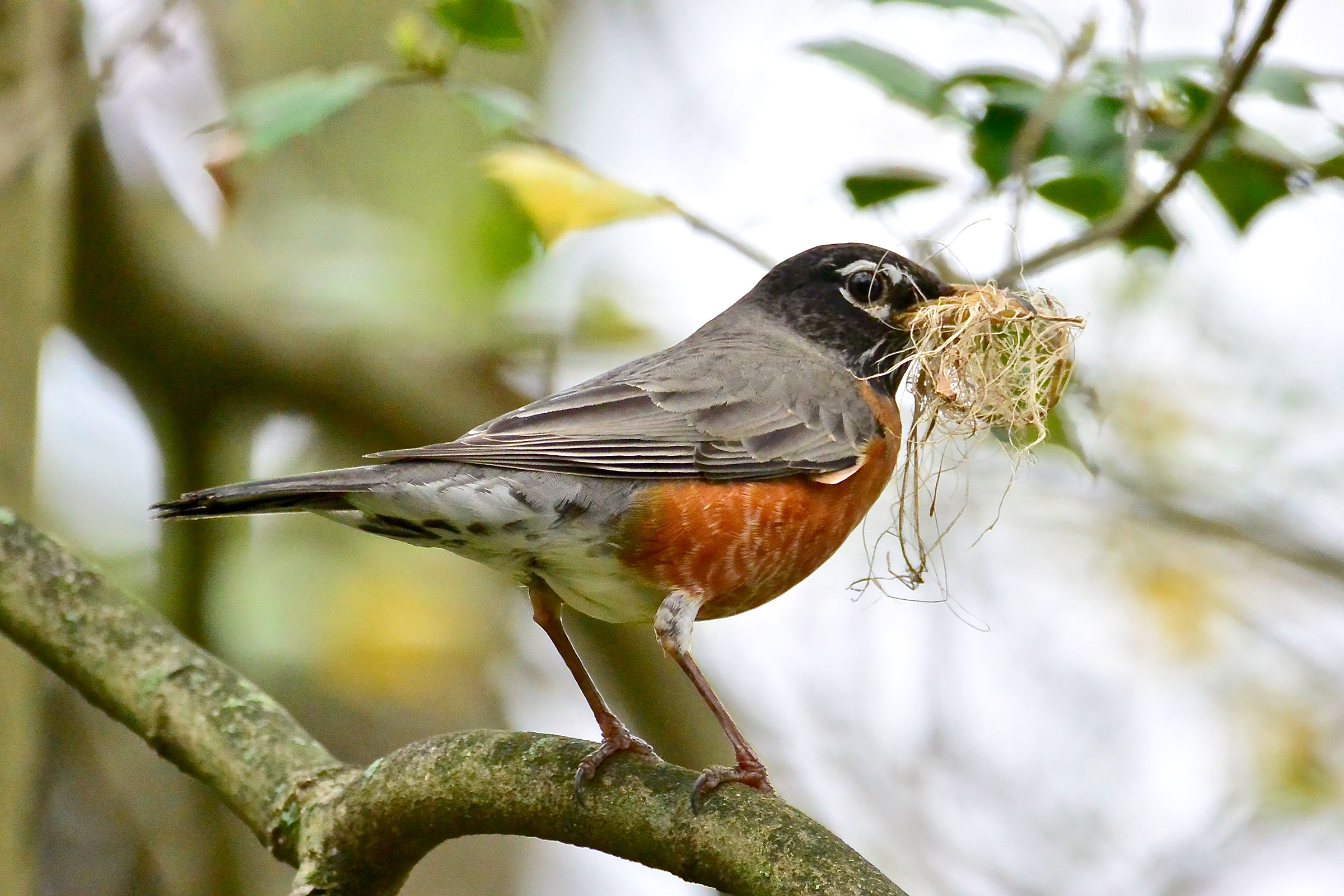 American Robin - Male with nesting material, photo by Seth Honig