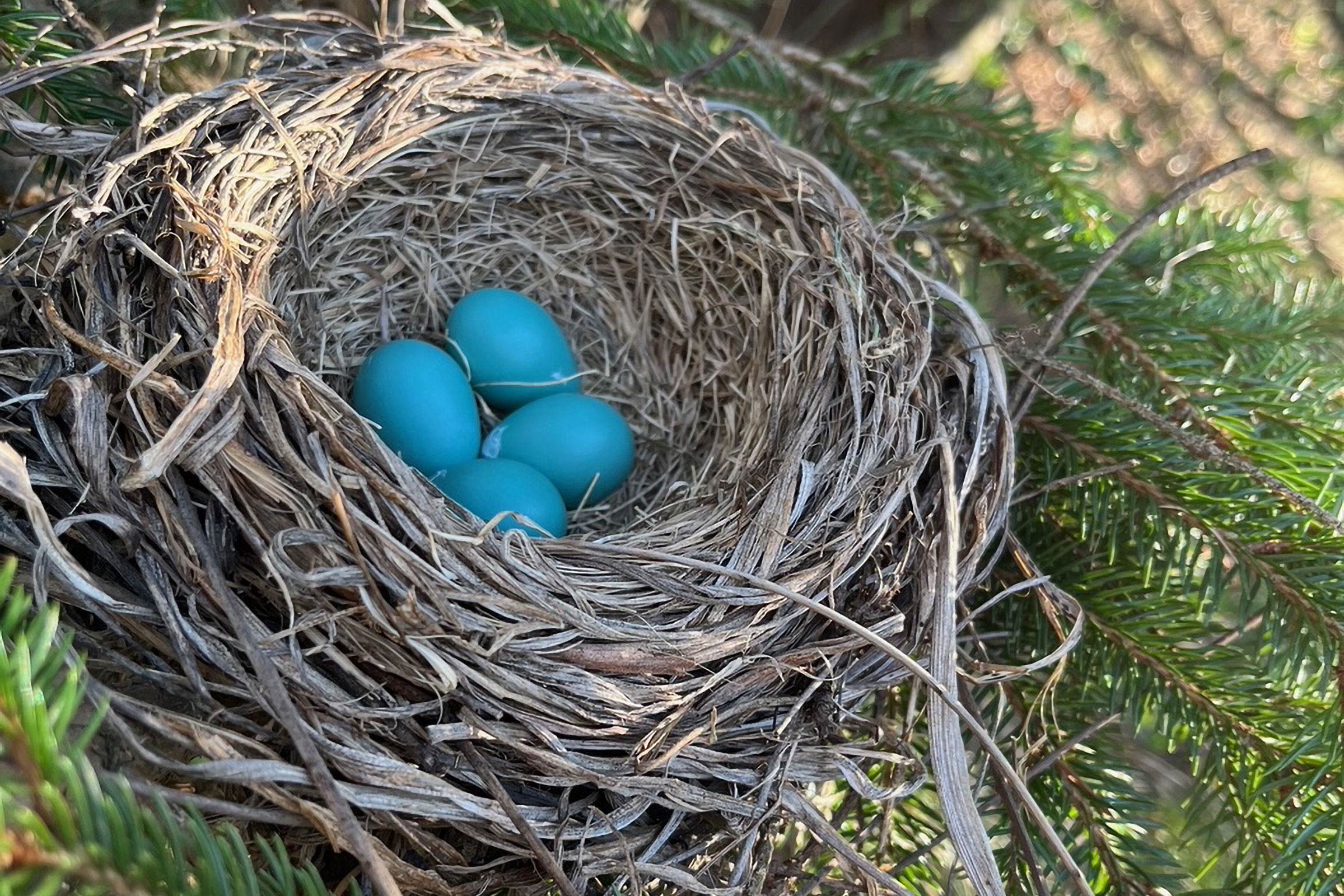 American Robin - Nest with eggs, photo by Carolyn Stutzman 