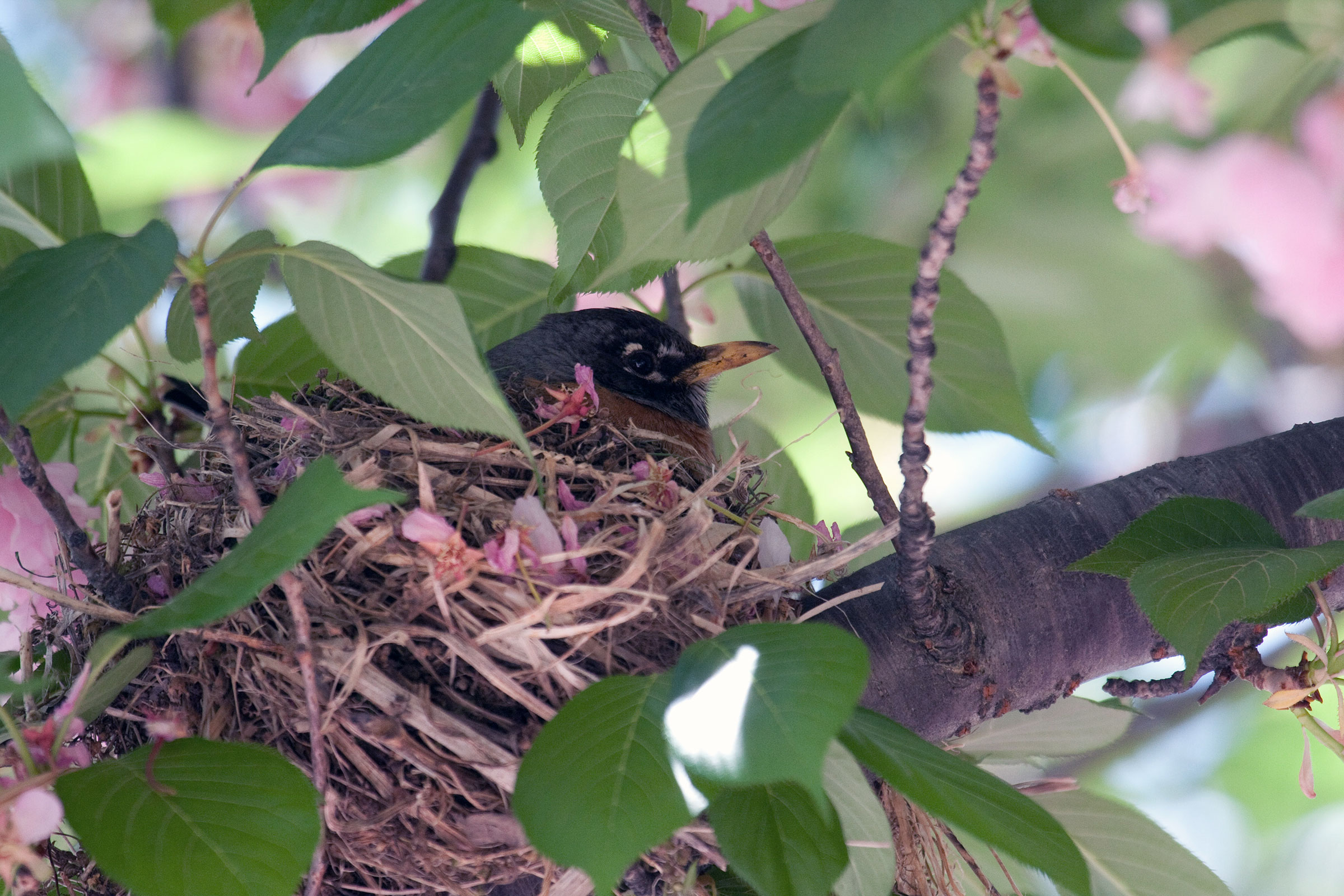 American Robin - Adult female on nest, photo by Dixie Sommers