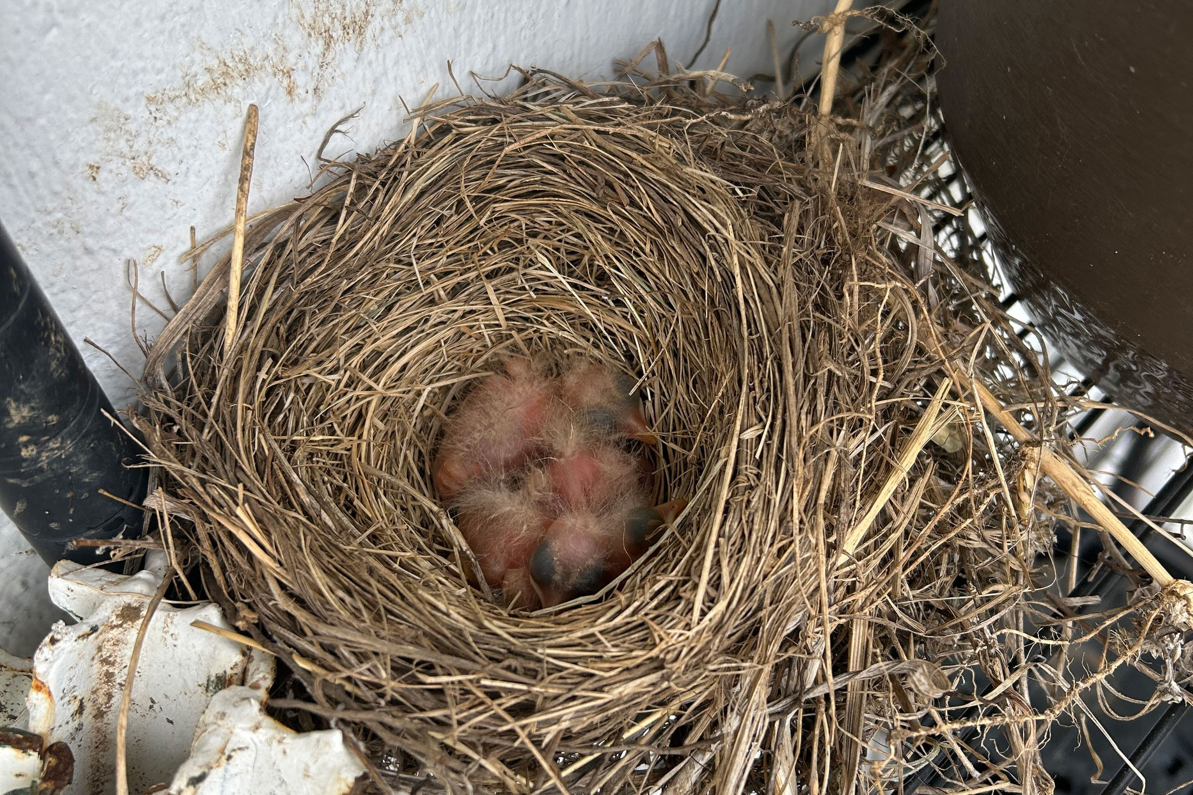 American Robin - Nestlings, photo by Nick Garnhart