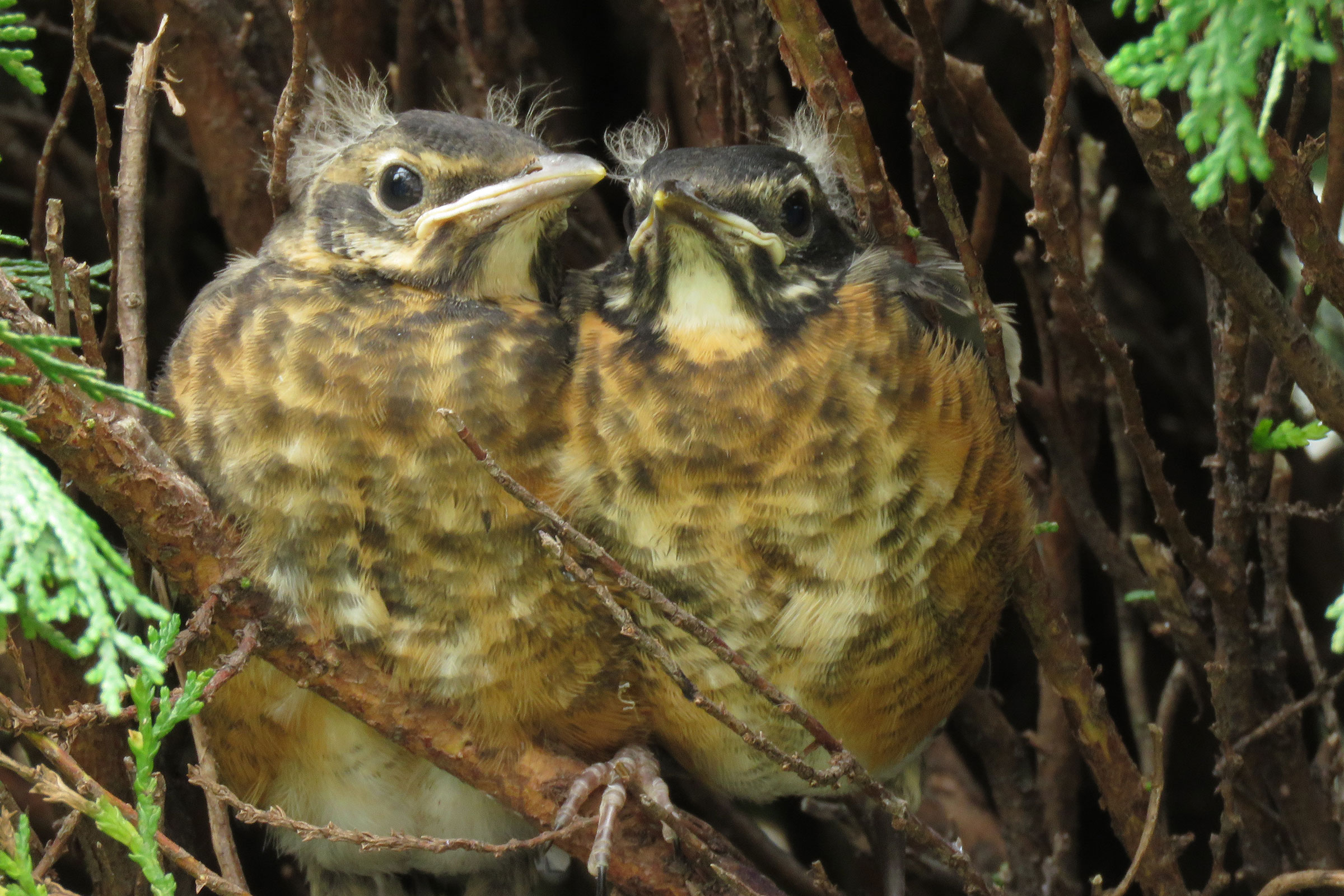 American Robin - Juveniles, photo by Janis Stone