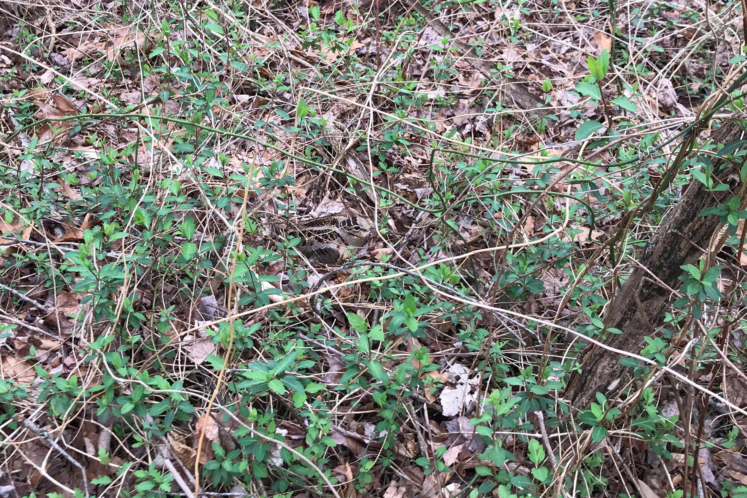 American Woodcock - Nest with eggs, photo by Darko Veljkovic