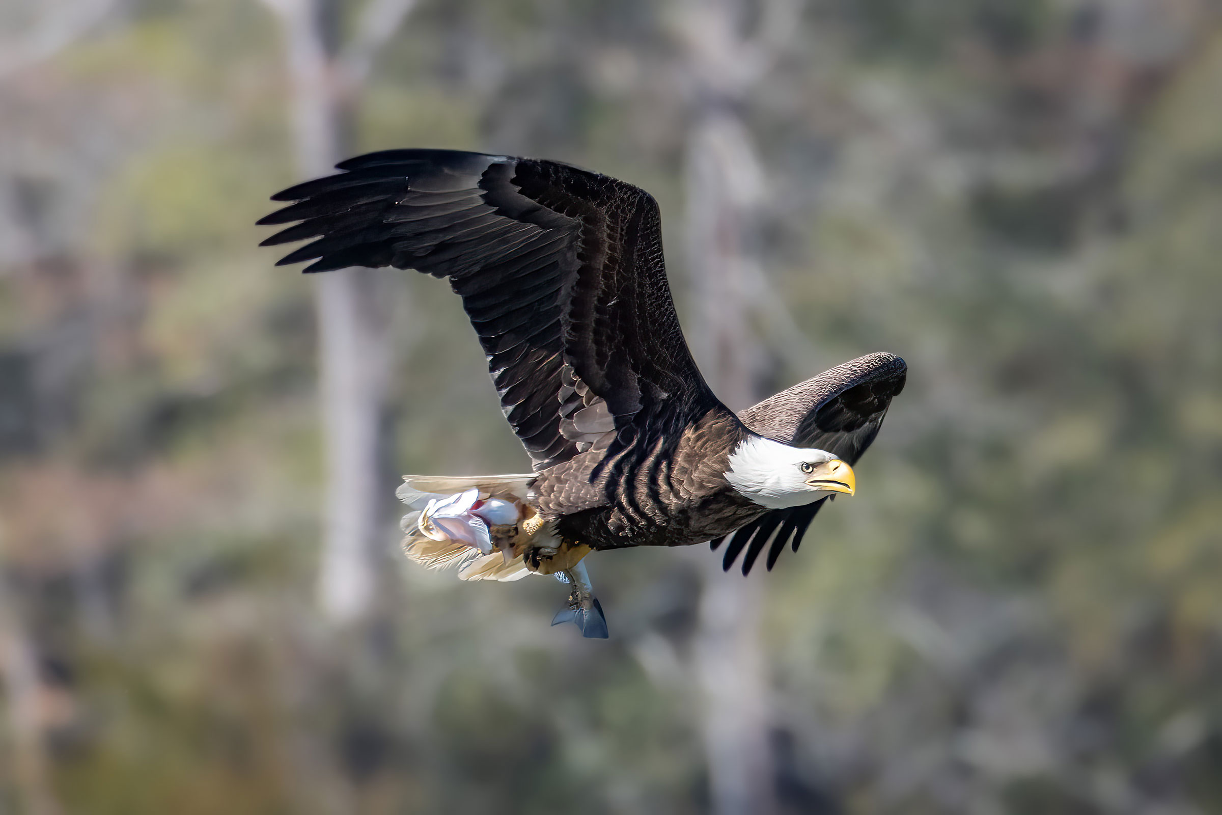 Bald Eagle - Adult carrying fish, photo by David Yeager