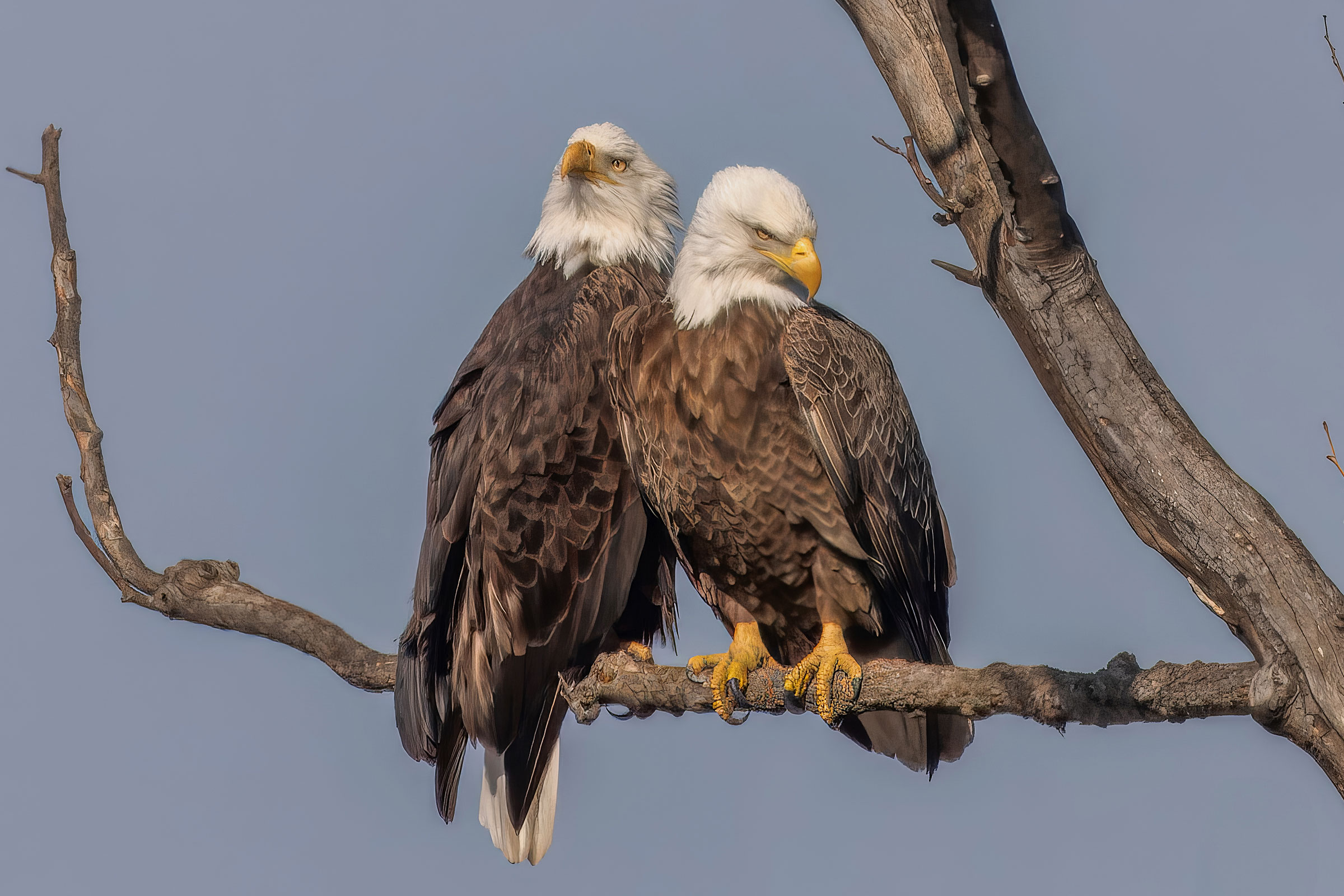 Bald Eagle - Pair, photo by Bill Wood
