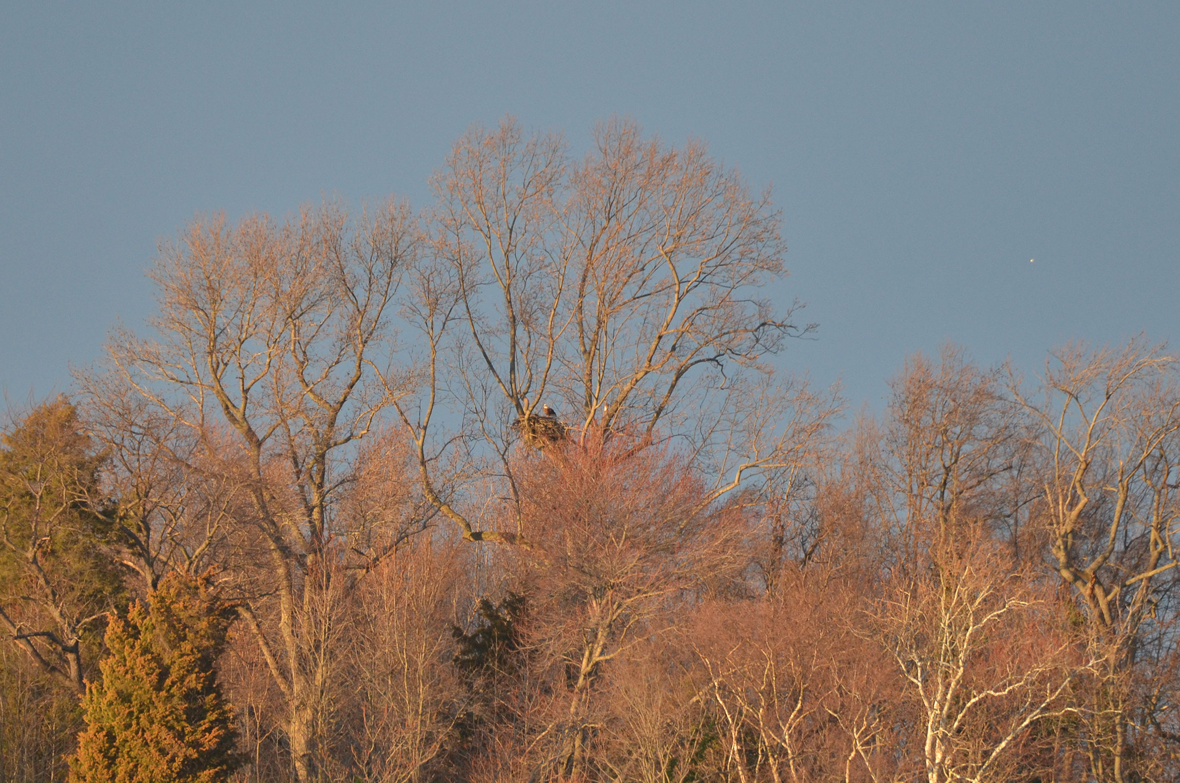 Bald Eagle - Nest high in tree, photo by David L. Govoni