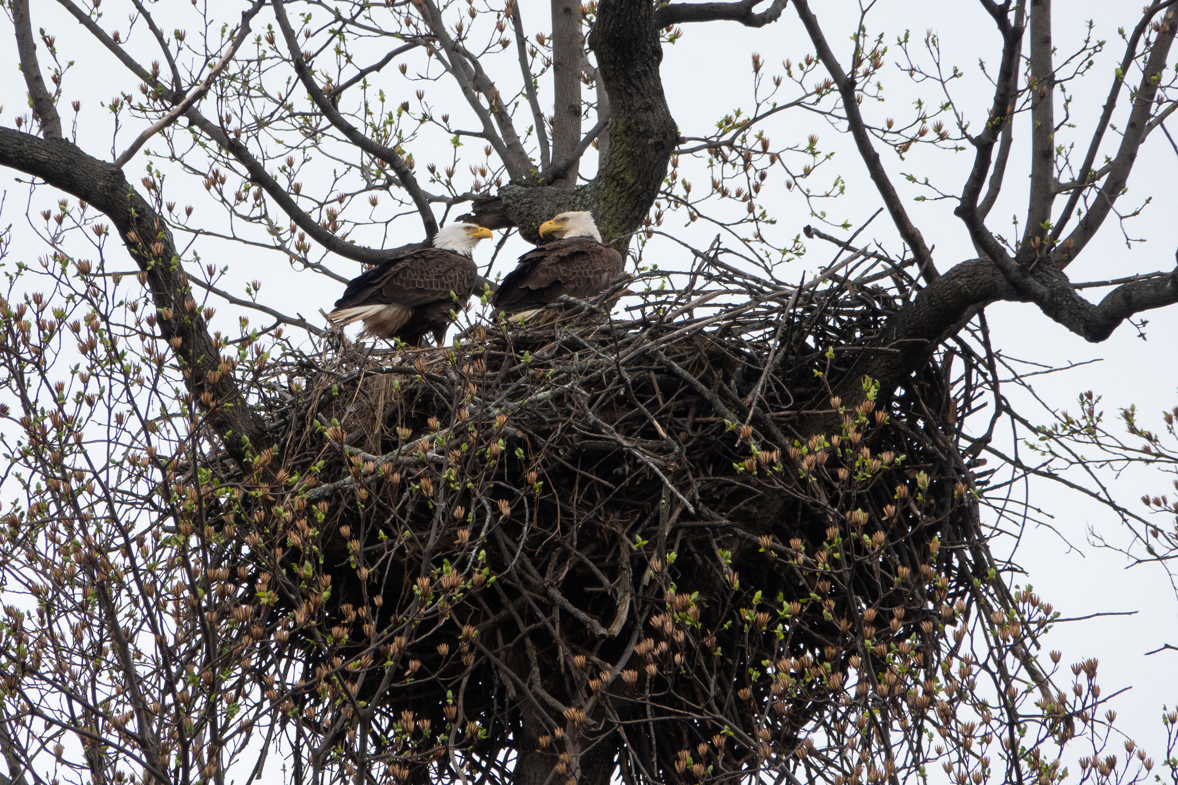 Bald Eagle - Pair at nest, photo by Brian Smith