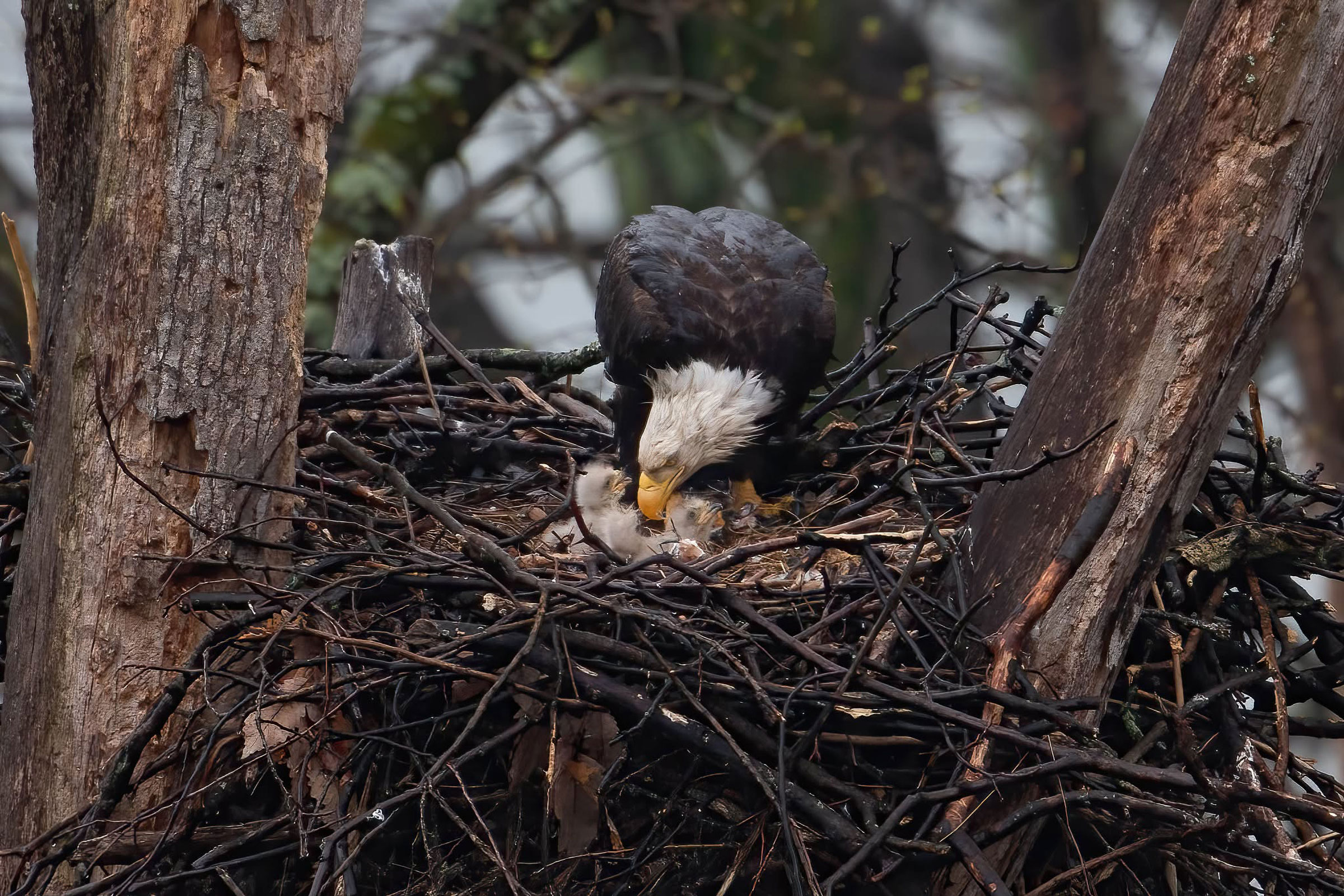 Bald Eagle - Adult tending recent hatchlings, photo by Kim Tomko