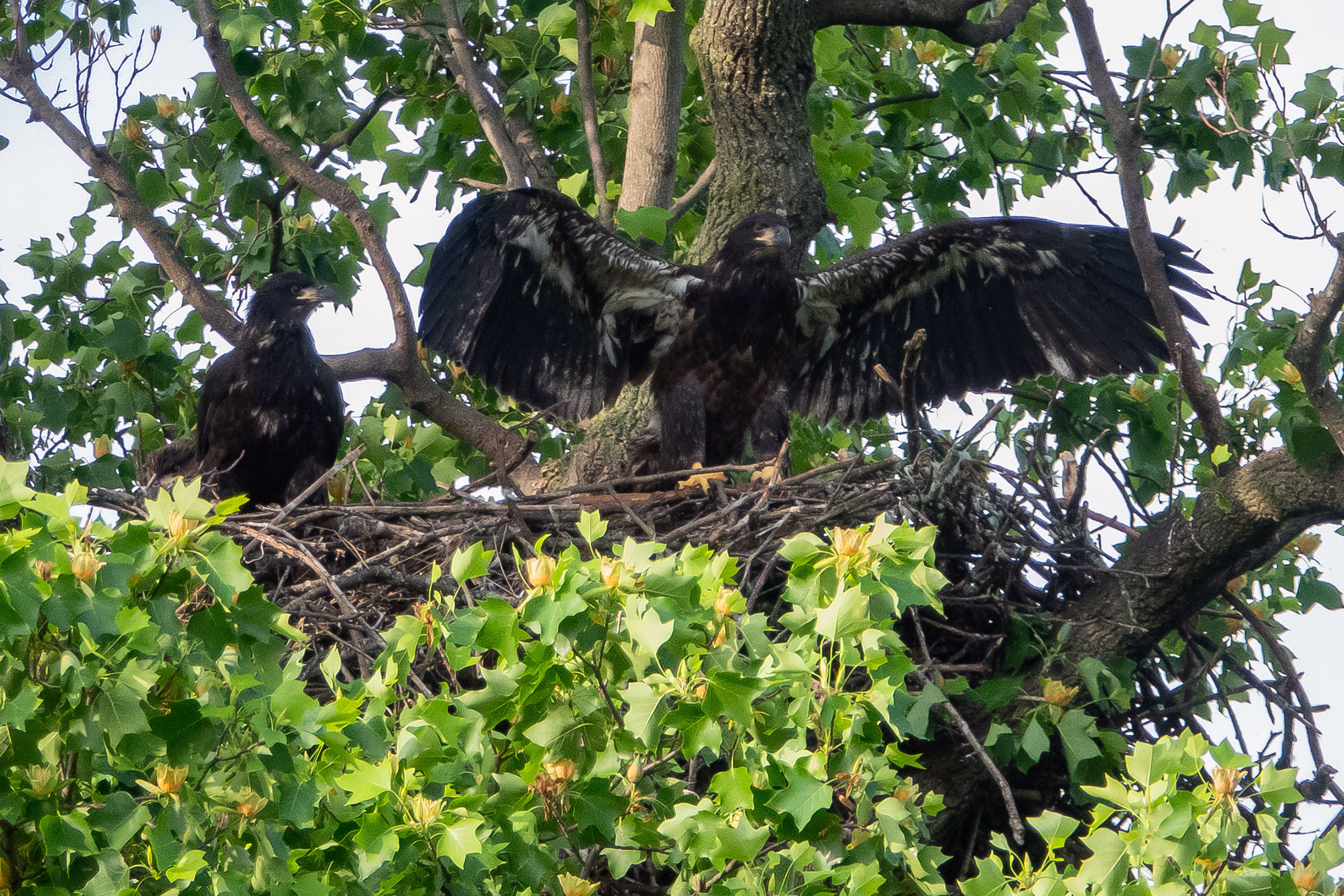 Bald Eagle - Juveniles at nest, one testing wings, photo by Dixie Sommers