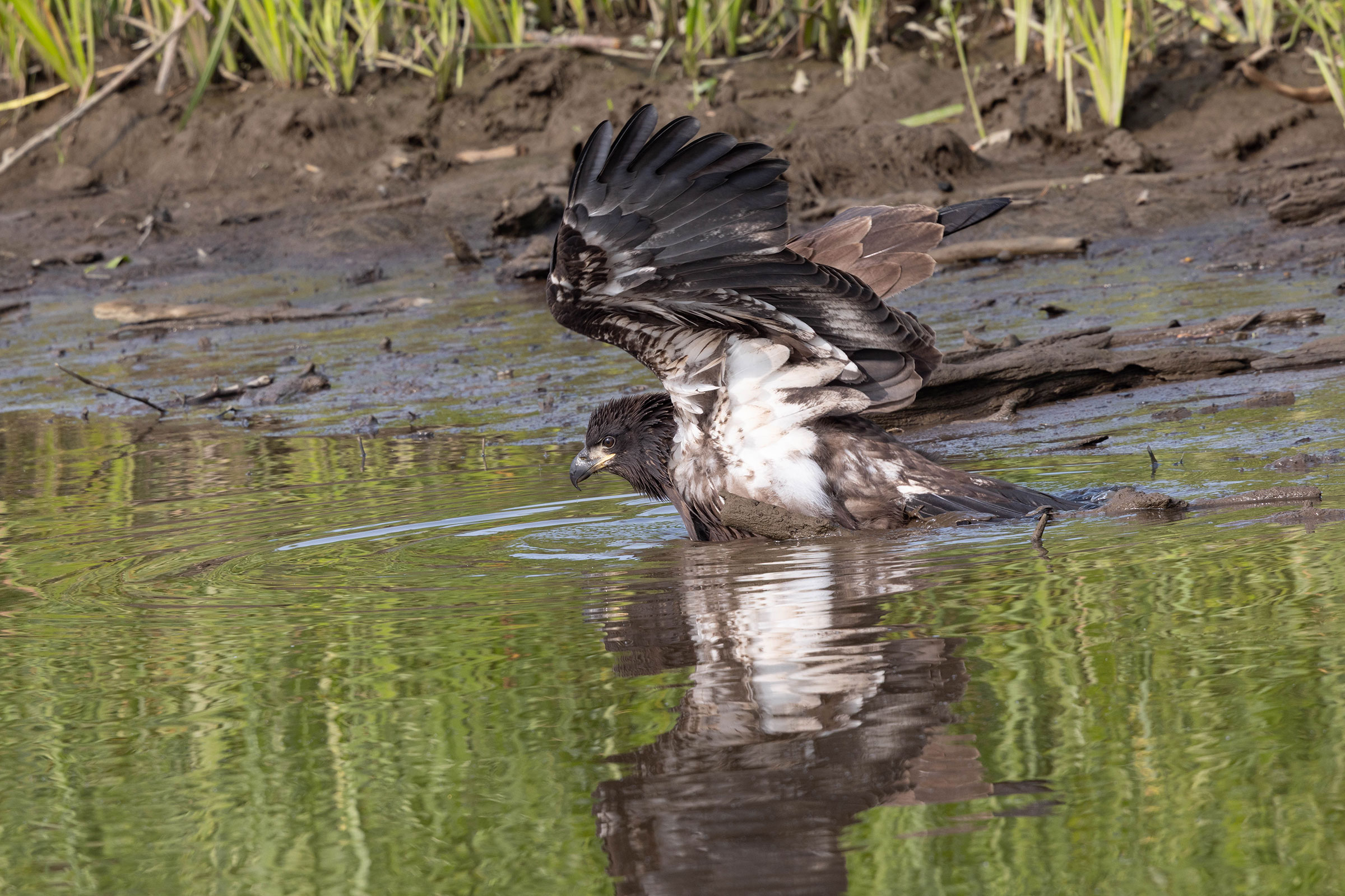 Bald Eagle - Juvenile bathing, photo by Dixie Sommers