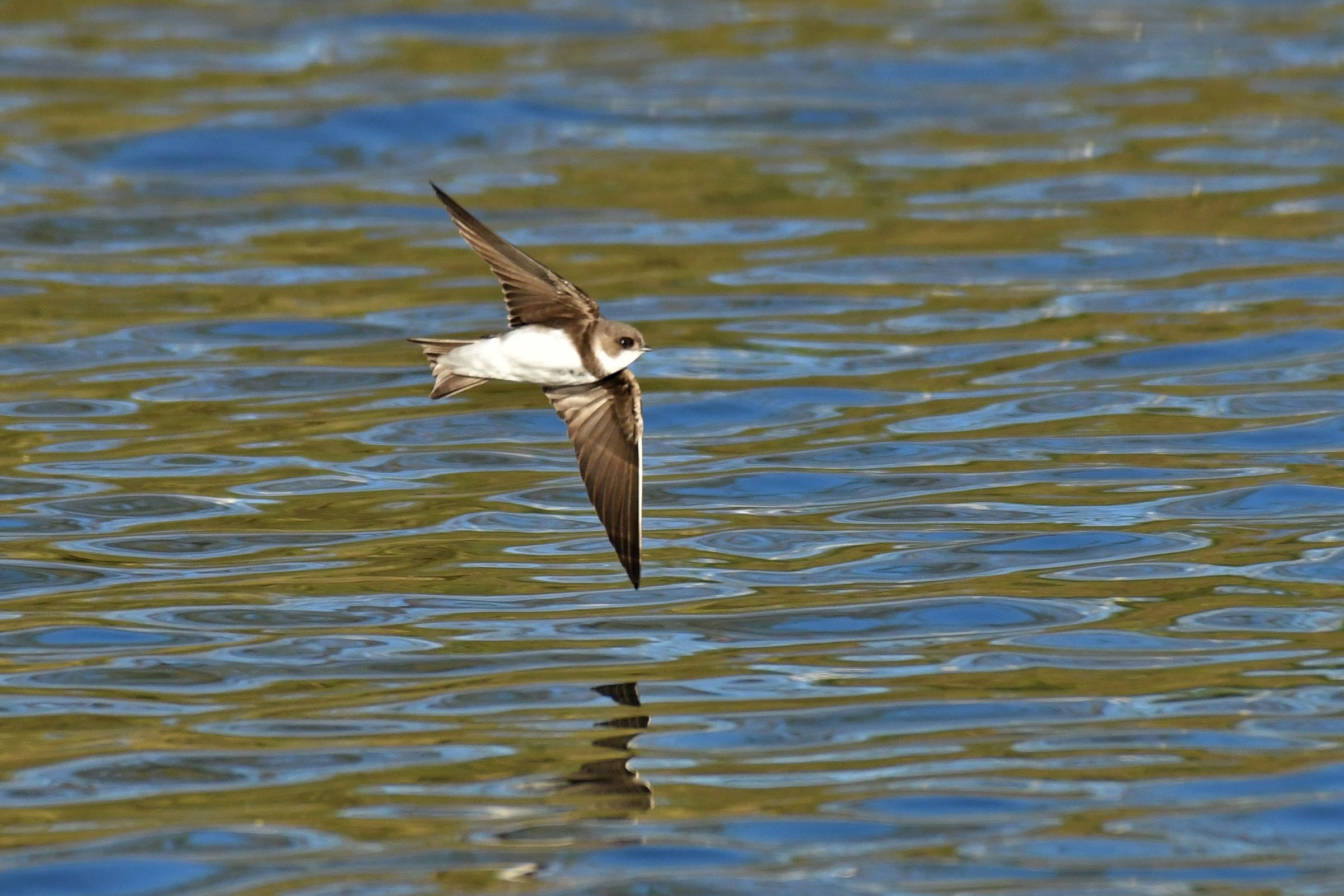 Bank Swallow - Adult in flight, photo by Joe Girgente @Joes_outdoor_adventures 