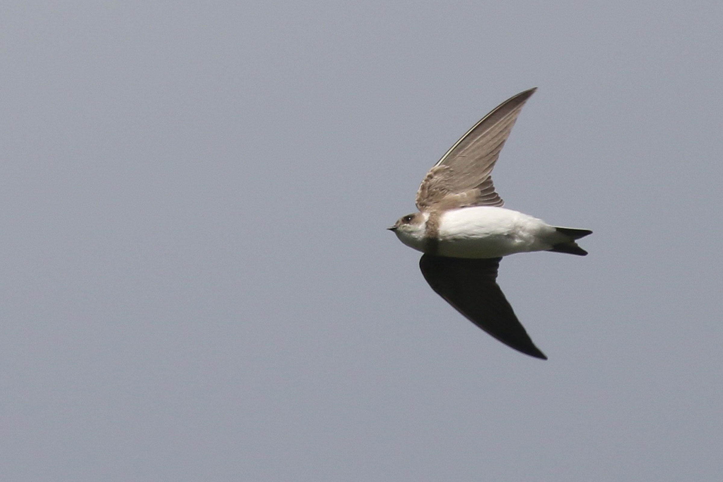 Bank Swallow - Adult in flight, photo by Baxter Beamer